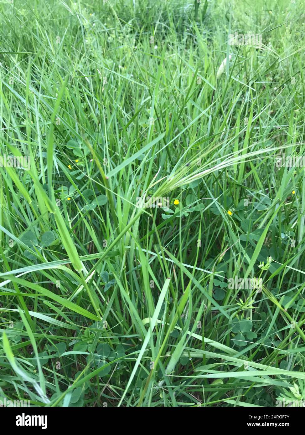 Texas winter grass (Nassella leucotricha) Plantae Stock Photo - Alamy