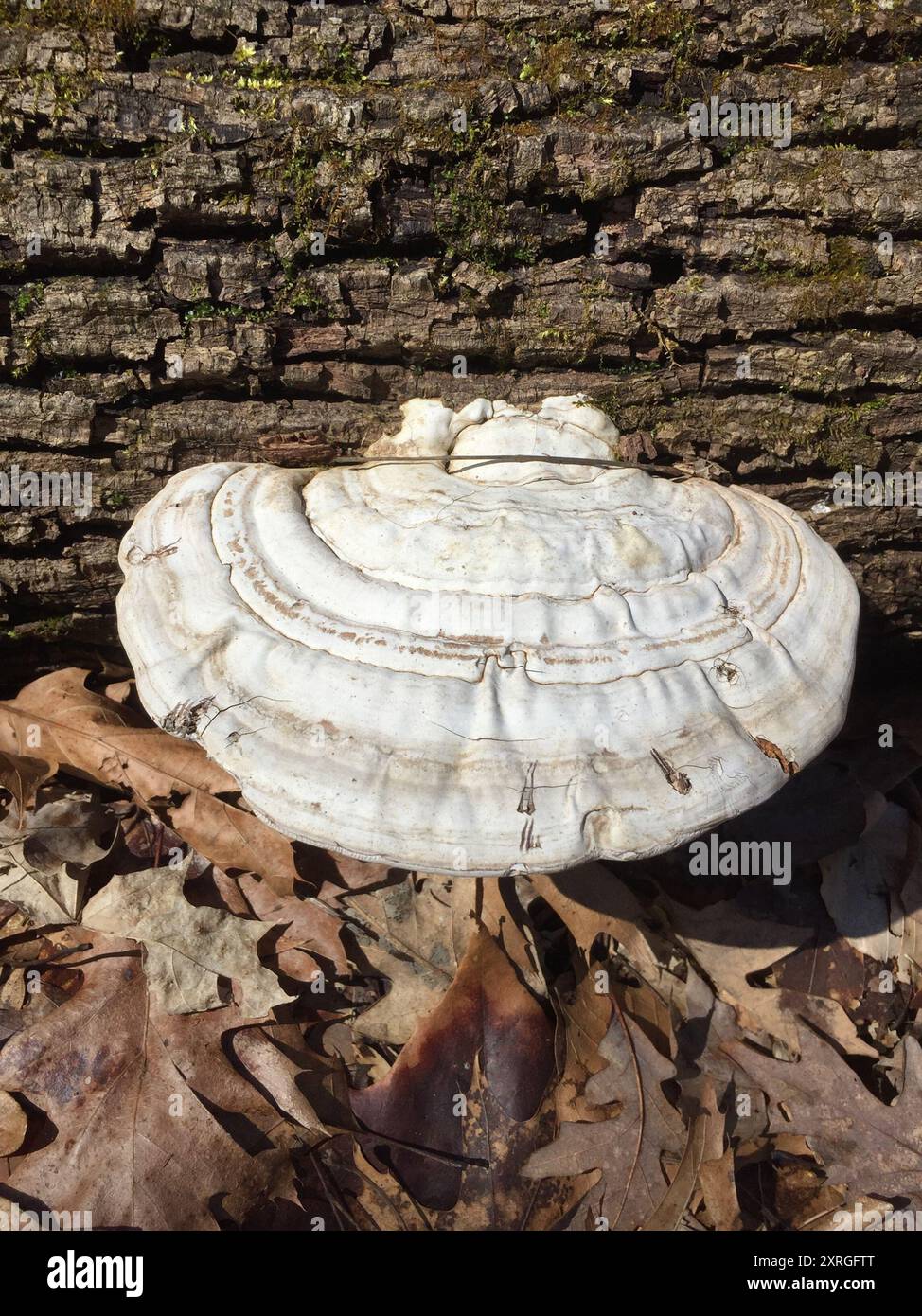 artist's bracket (Ganoderma applanatum) Fungi Stock Photo - Alamy