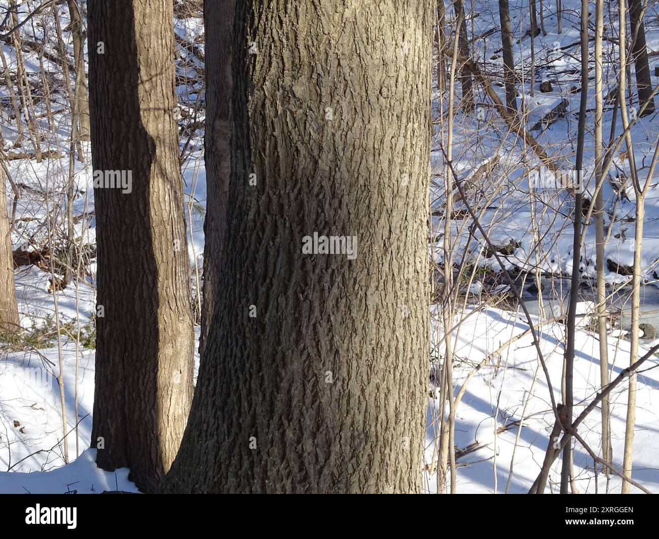 bitternut hickory (Carya cordiformis) Plantae Stock Photo - Alamy