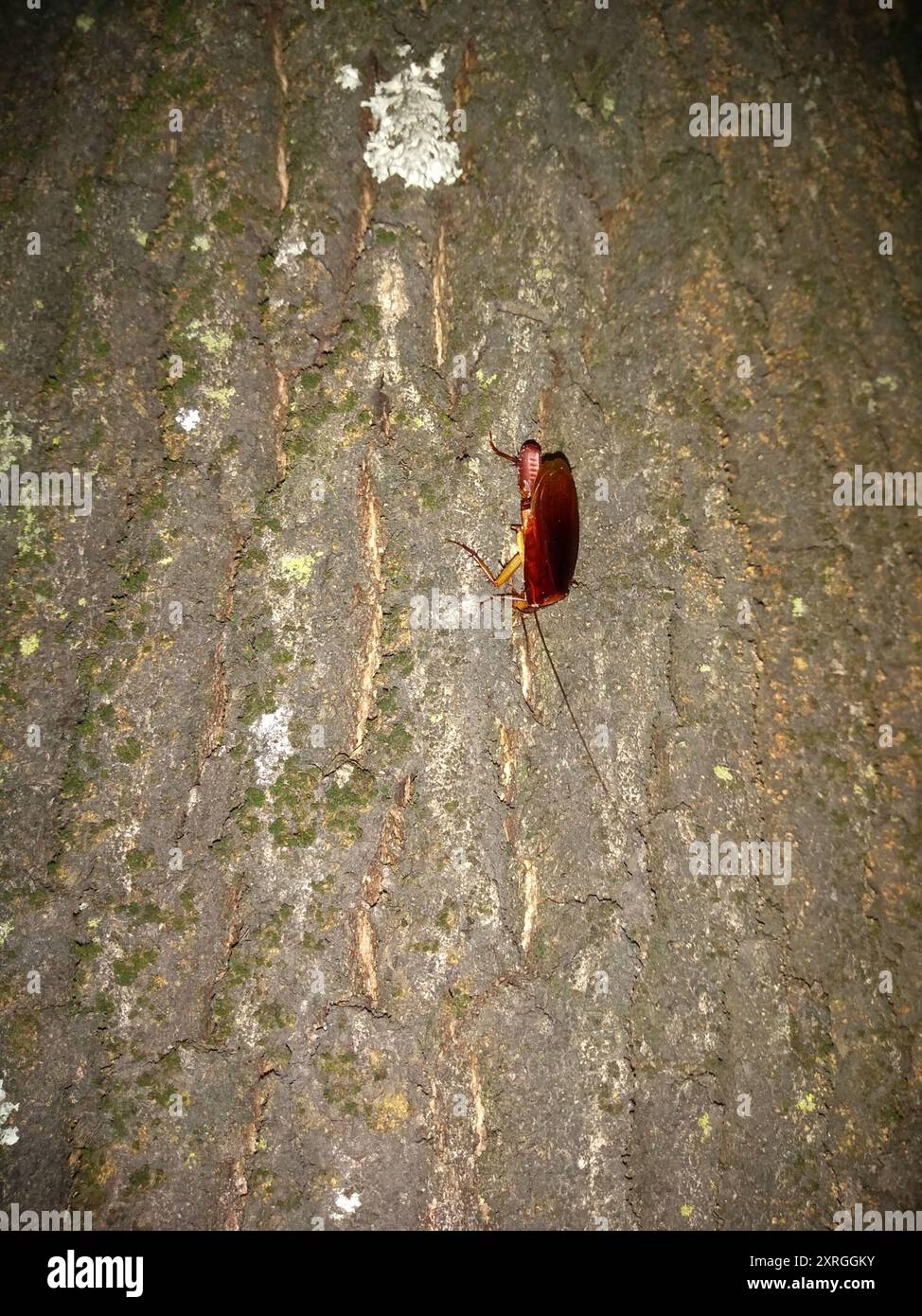 American Cockroach (Periplaneta americana) Insecta Stock Photo - Alamy