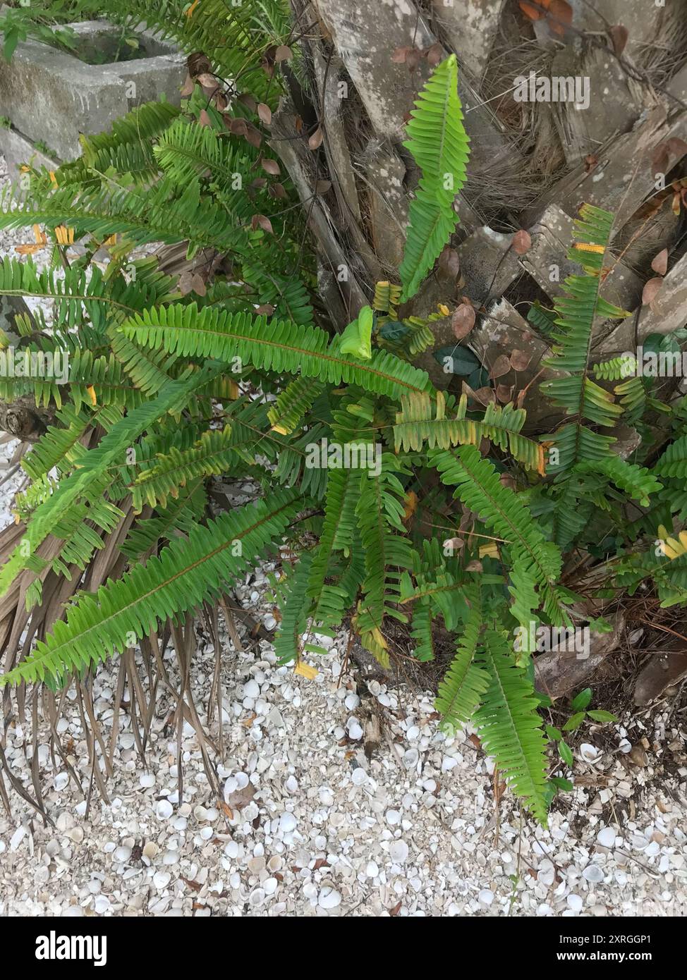 Fishbone Fern (Nephrolepis cordifolia) Plantae Stock Photo - Alamy