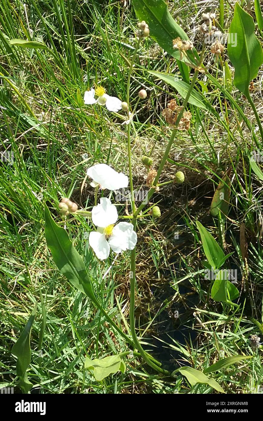 100 Sagittaria Lancifolia (Lance Leaf Arrowhead) Seeds - Aquatic Pond Plant