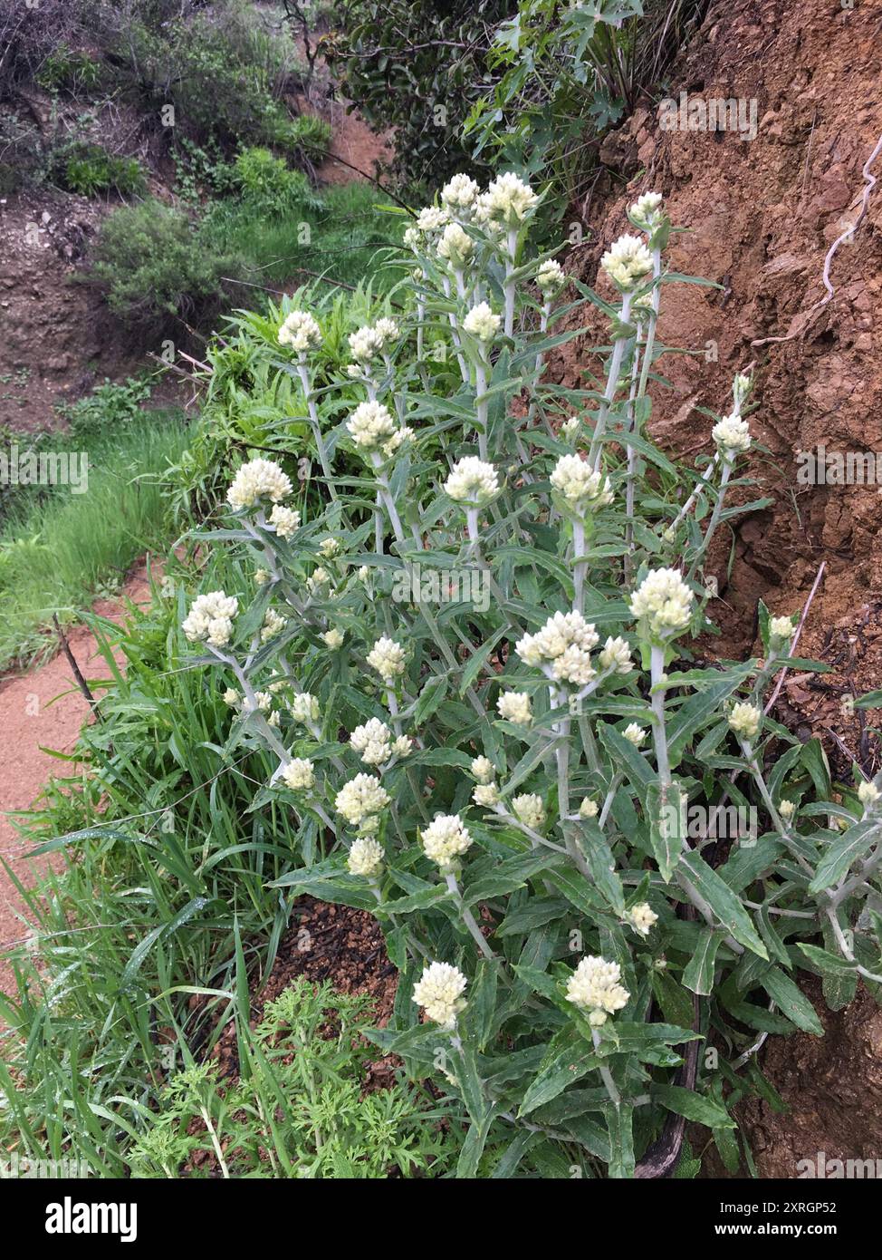 two-color rabbit tobacco (Pseudognaphalium biolettii) Plantae Stock ...