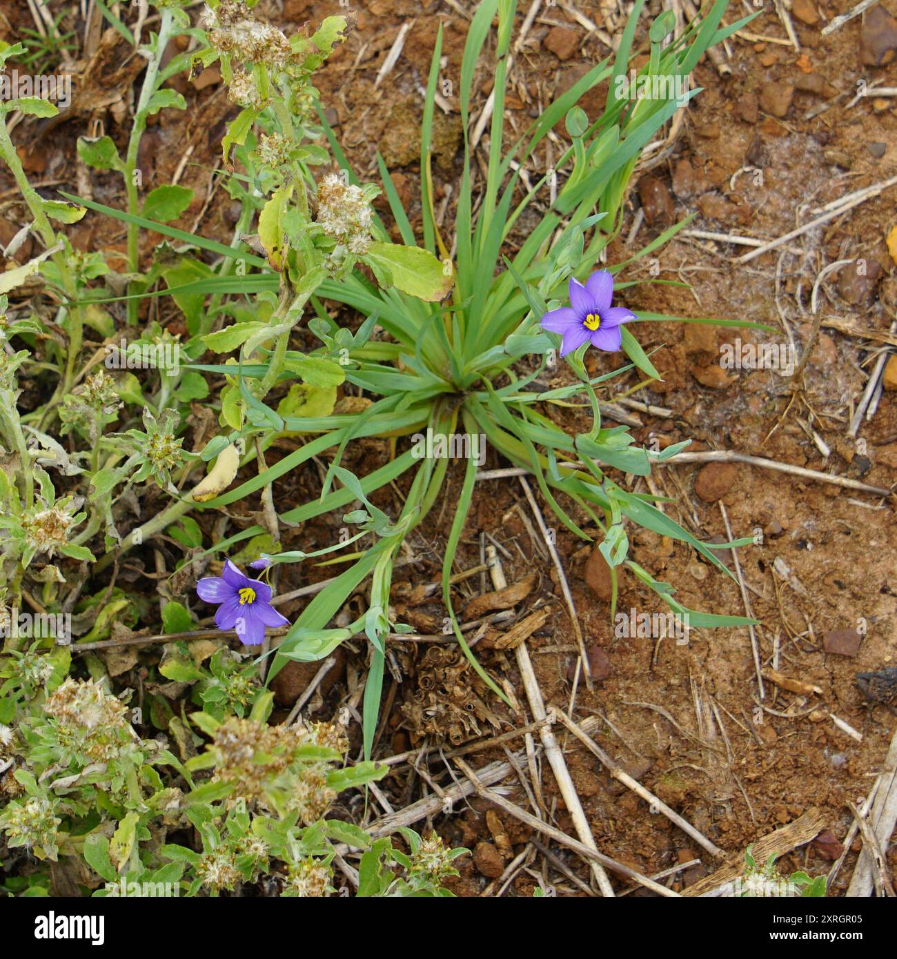 blue-eyed grasses (Sisyrinchium) Plantae Stock Photo - Alamy