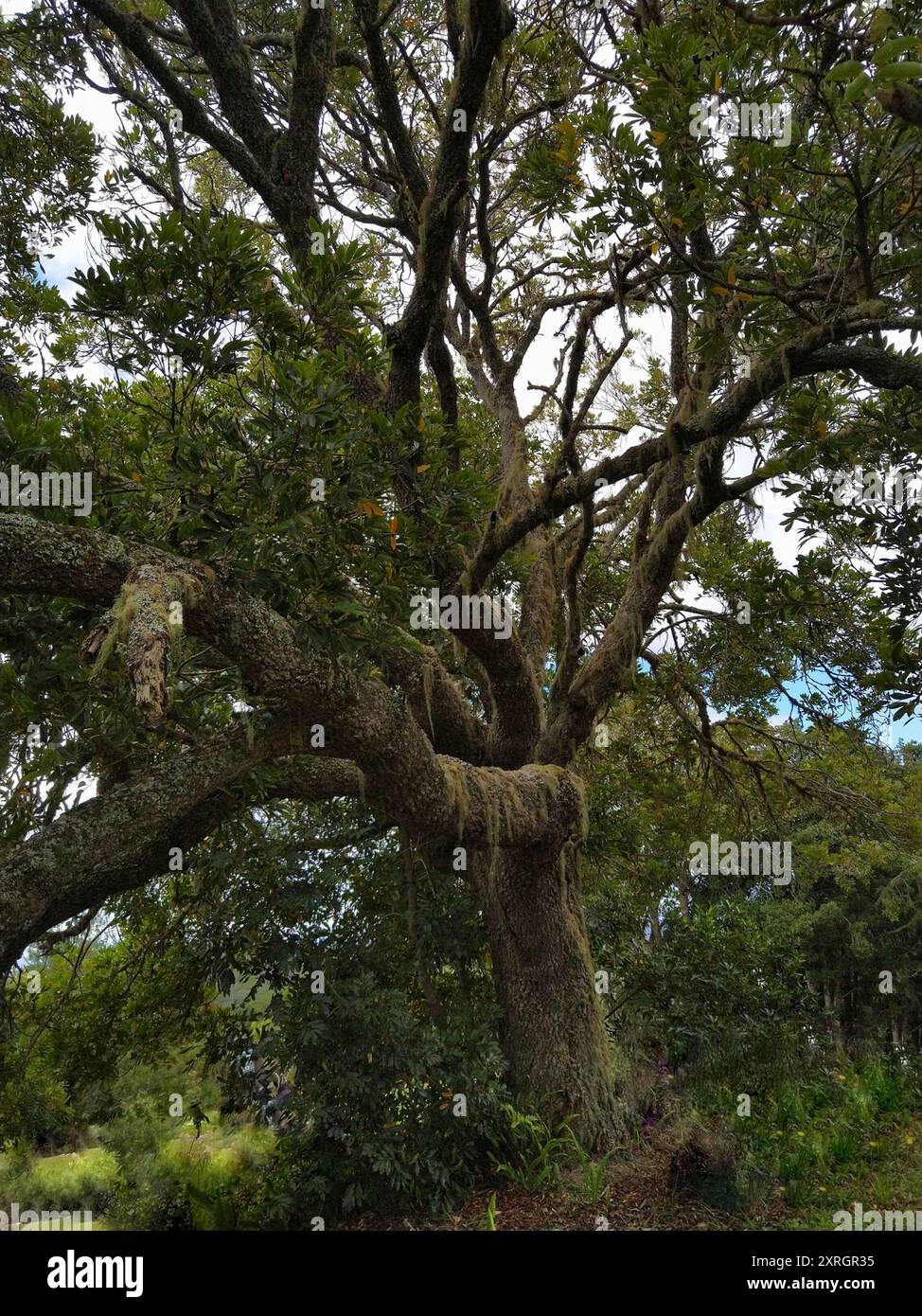 butterspoon tree (Cunonia capensis) Plantae Stock Photo - Alamy