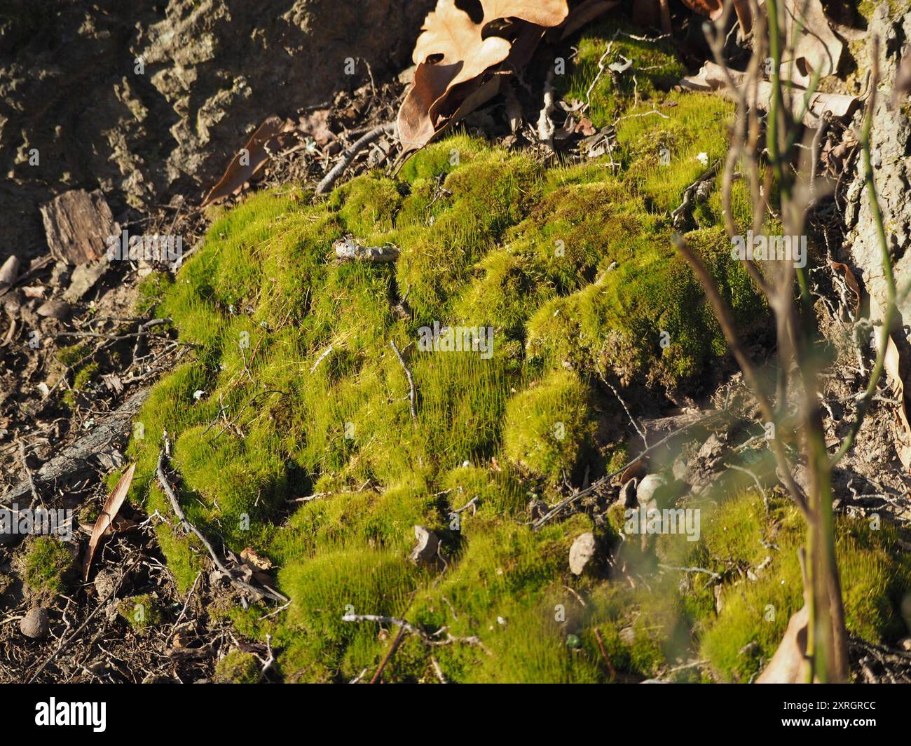 mosses (Bryophyta) Plantae Stock Photo - Alamy