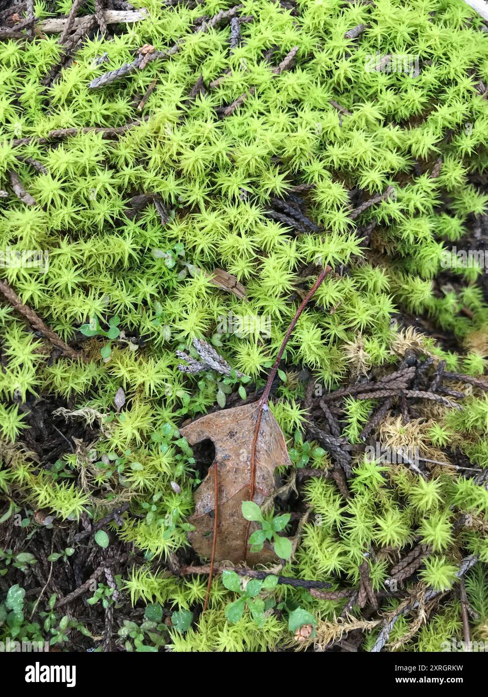 mosses (Bryophyta) Plantae Stock Photo - Alamy