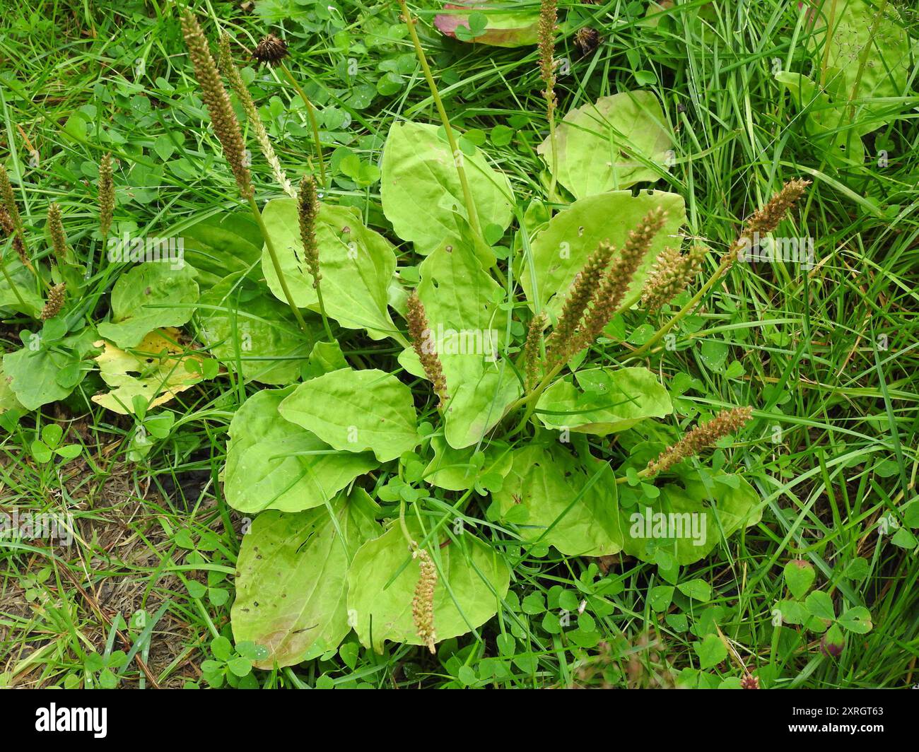 Breitwegerich "Purple Perversion" (Plantago Major) – Samen - Foto 3