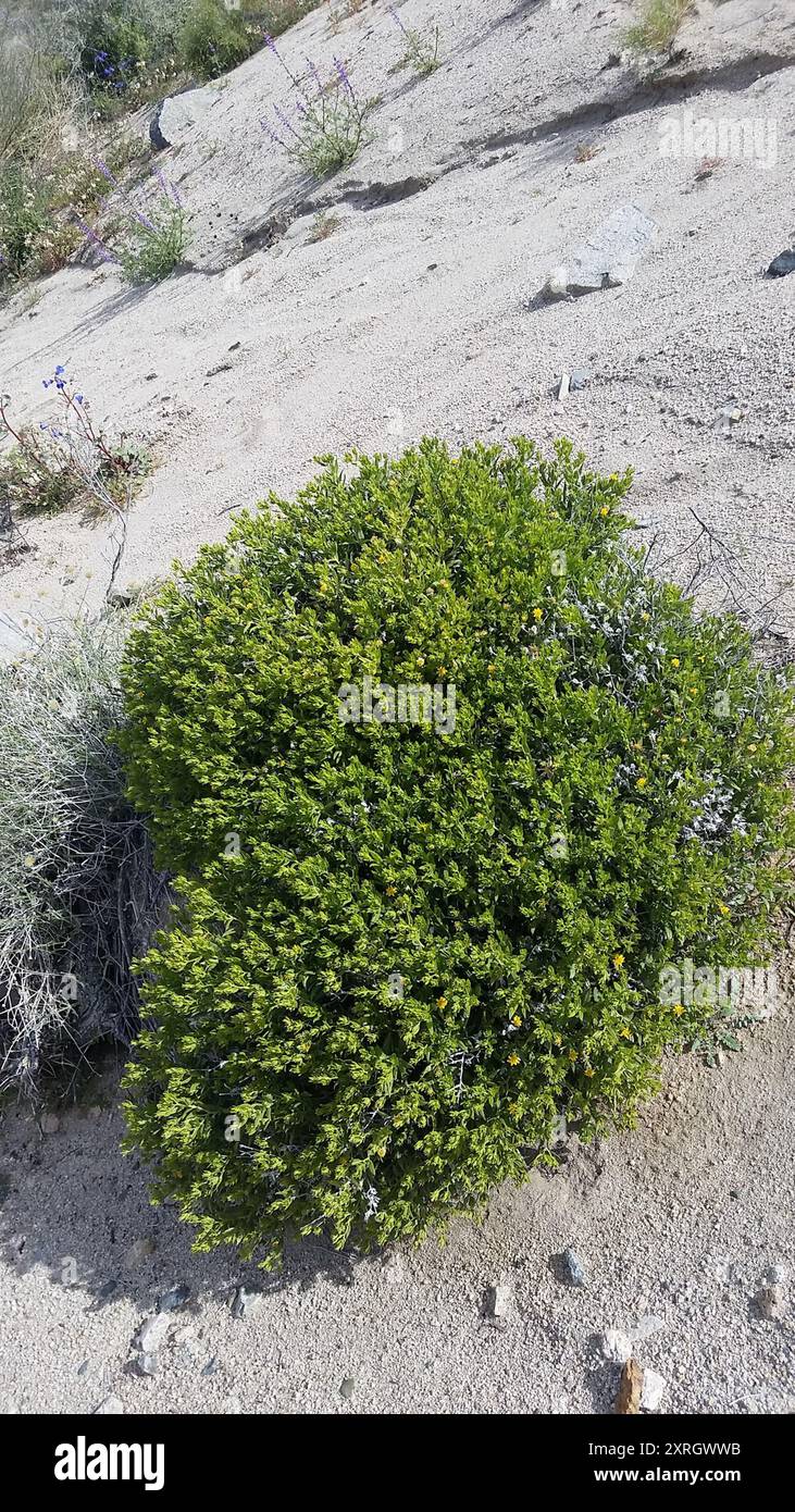 American threefold (Trixis californica) Plantae Stock Photo - Alamy