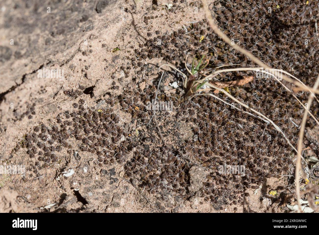 Syntrichia caninervis hi-res stock photography and images - Alamy