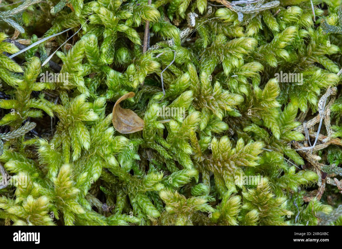 Golden Glade-moss (Rhytidium rugosum) Plantae Stock Photo - Alamy