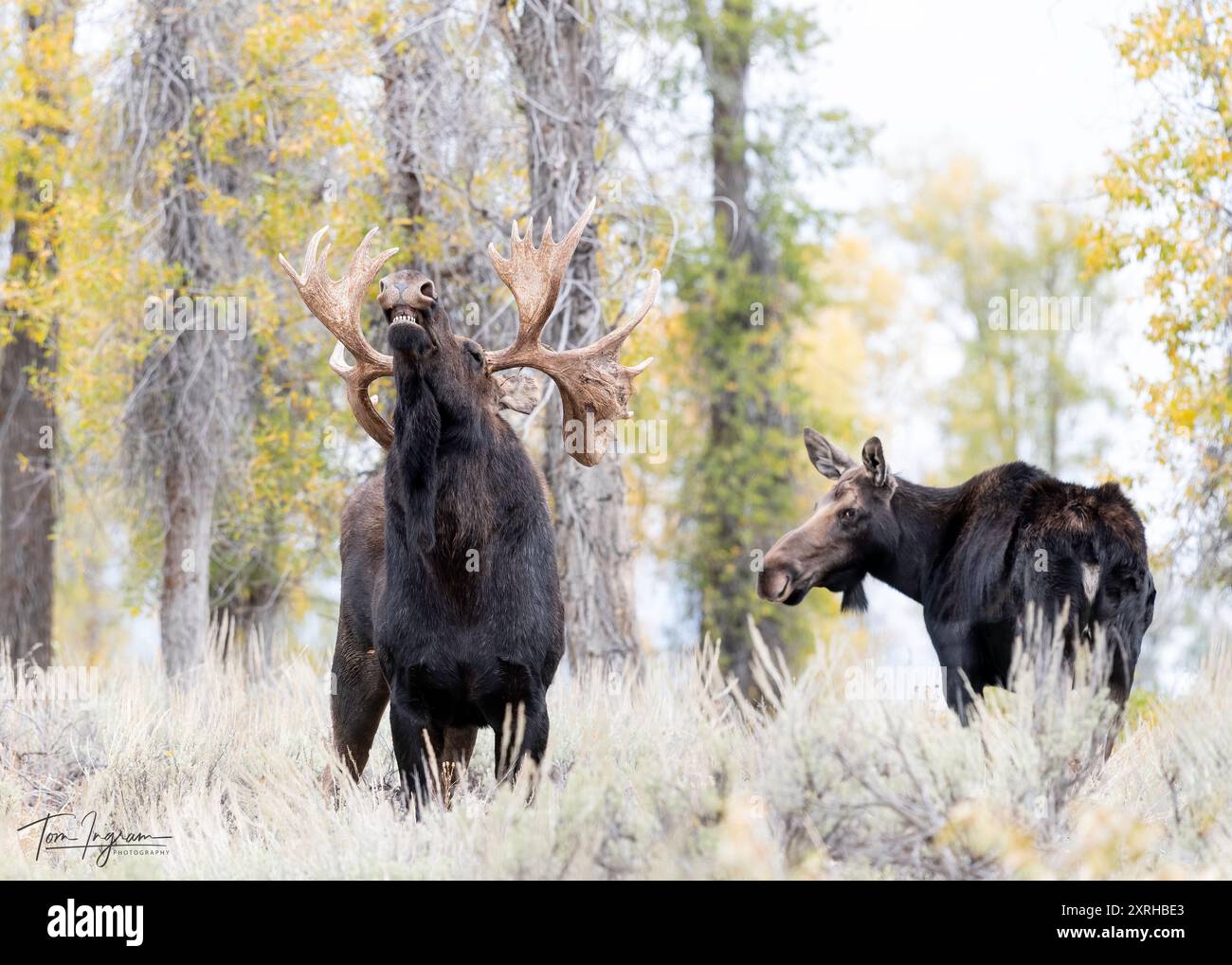 Large Bull Moose Shoshone, (Alces alces) during rut, Grand Teton ...