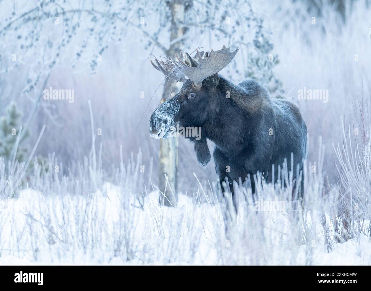 Bull Moose (Alces alces) in winter, Yellowstone National Park, Wyoming, North America Stock Photo