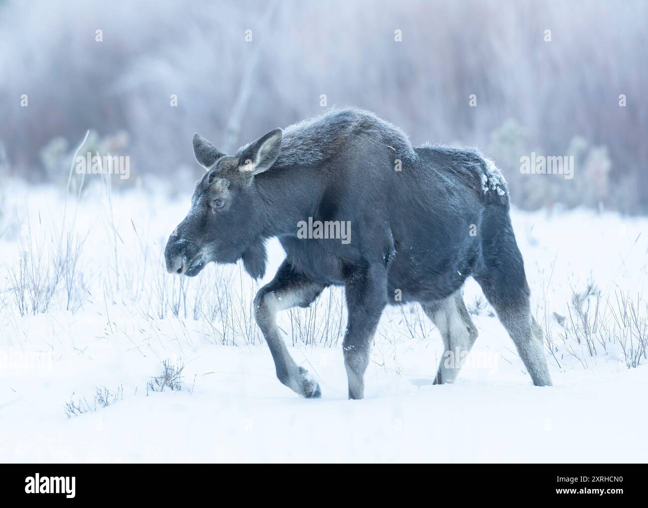 Bull Moose (Alces alces) in winter, Yellowstone National Park, Wyoming, North America Stock Photo