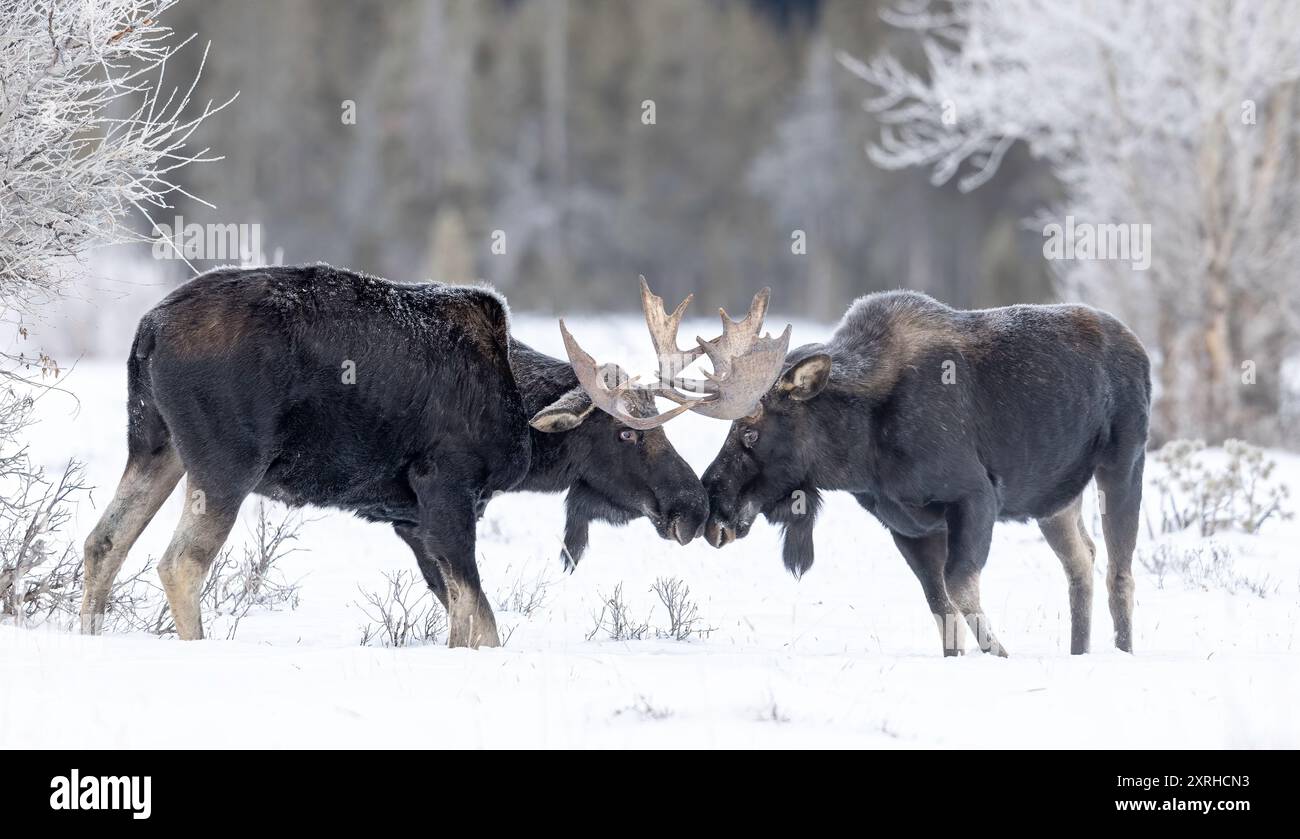 Bull Moose (Alces alces) in winter, Yellowstone National Park, Wyoming, North America Stock Photo