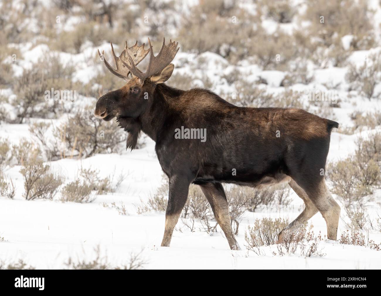 Bull Moose (Alces alces) in winter, Yellowstone National Park, Wyoming, North America Stock Photo