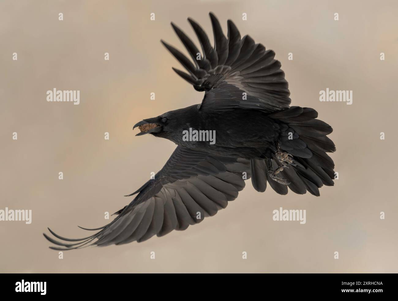 Common Raven (Corvus corax), large all-black passerine bird. It is the most widely distributed of all corvids, found across the Northern Hemisphere Stock Photo