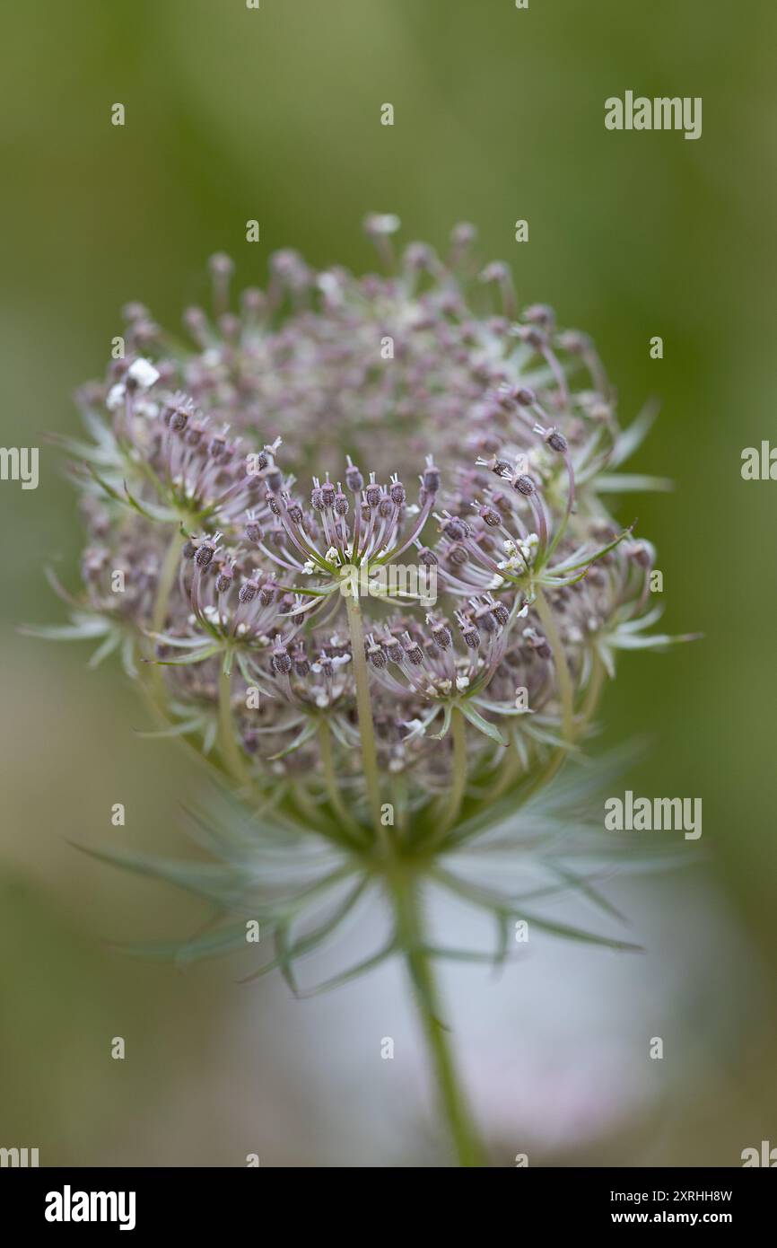 Queen Anne's Lace flower. Stock Photo