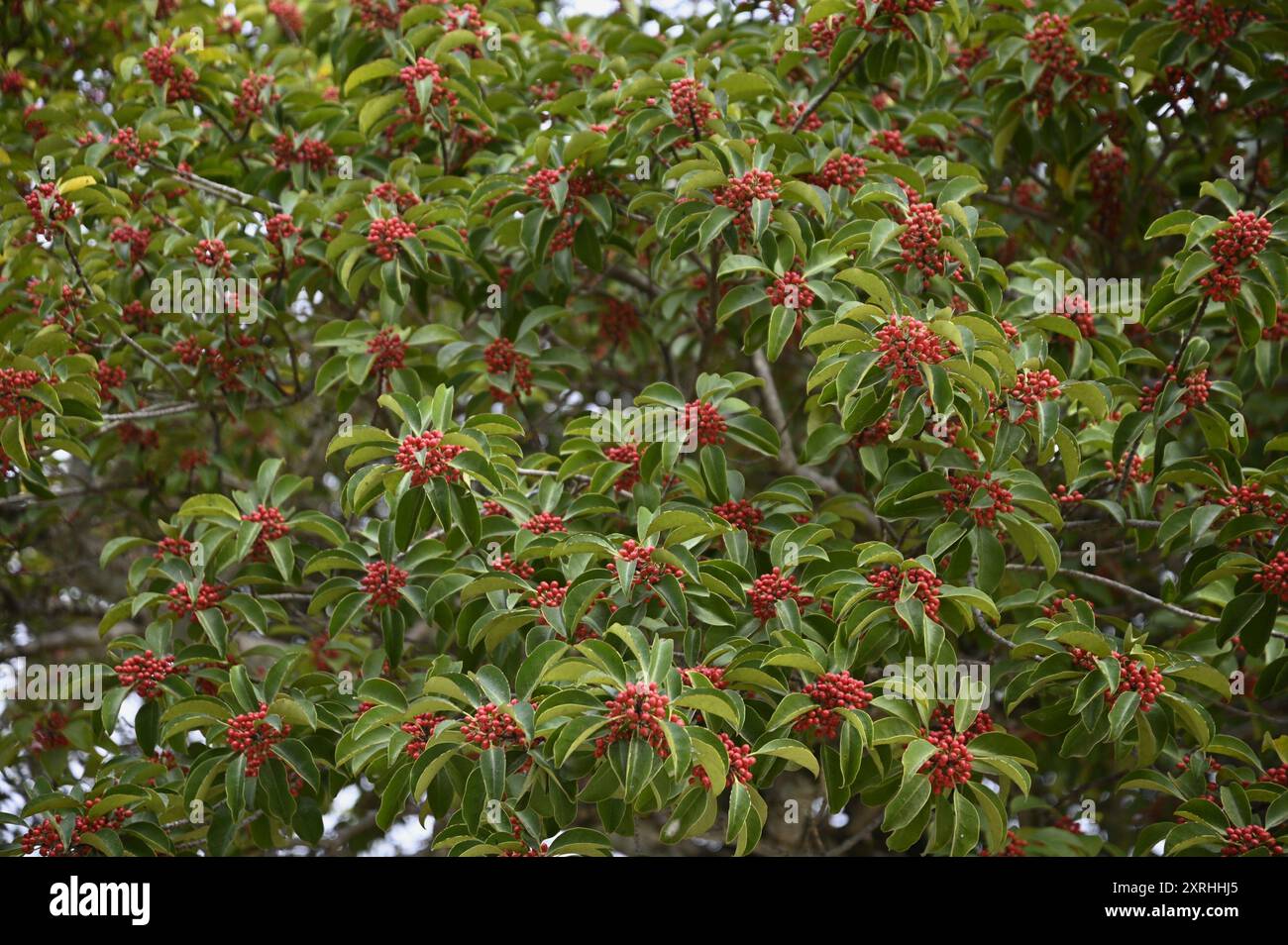 Scenic view of a Skimmia japonica tree a dense evergreen shrub with ...