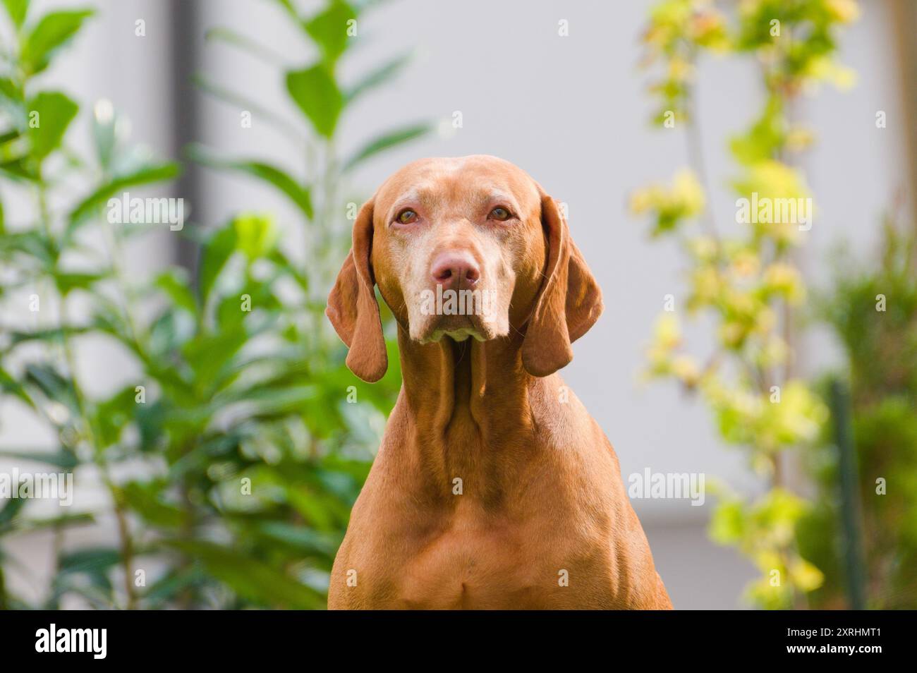 Portrait of Vizsla aka Hungarian Short-haired Pointing Dog. Stock Photo