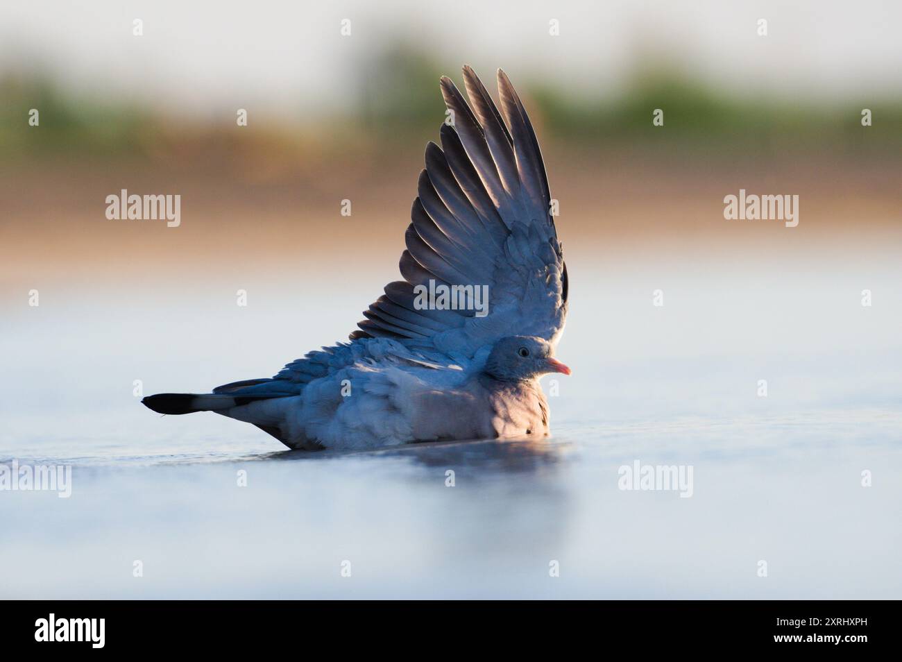 Bird washing in the lake in hot summer evening. Columba palumbus aka Common Wood Pigeon in water. Neusiedler see in Austria. Podersdorf city. Stock Photo