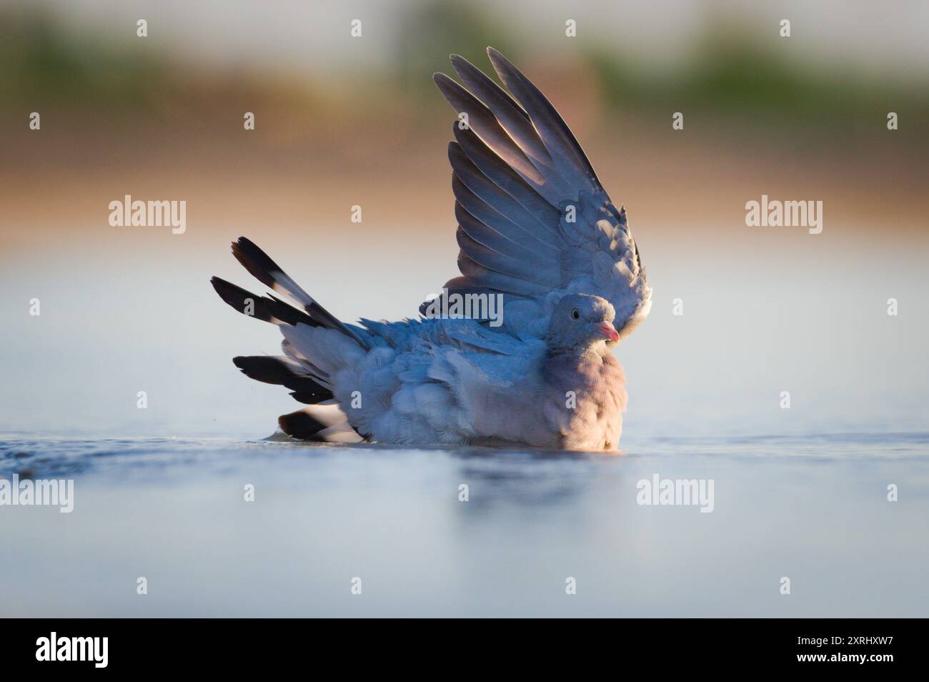 Bird washing in the lake in hot summer evening. Columba palumbus aka Common Wood Pigeon in water. Neusiedler see in Austria. Podersdorf city. Stock Photo