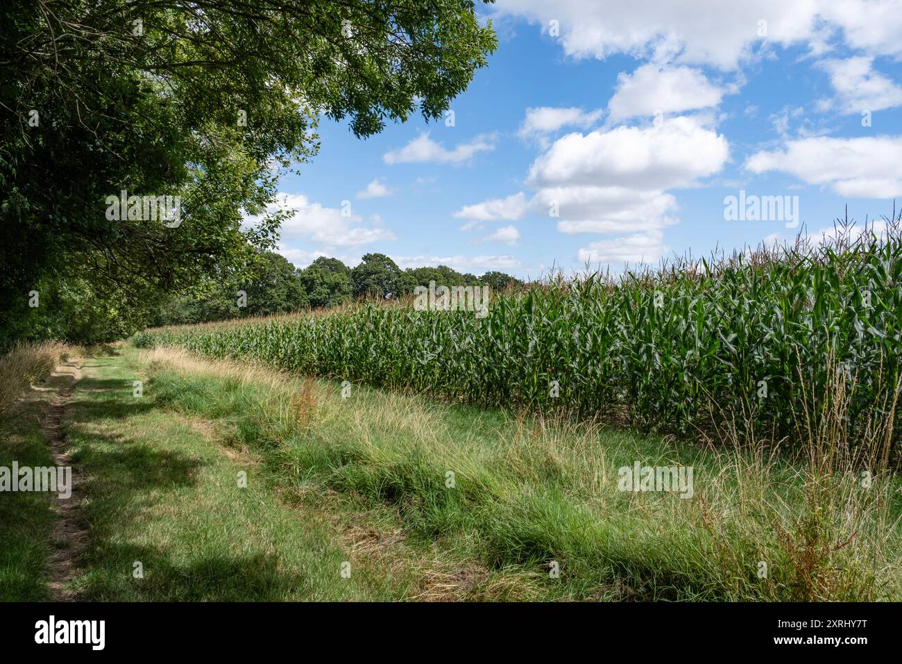 A field of ripening Corn Maize in the summer sunshine, Warwickshire ...