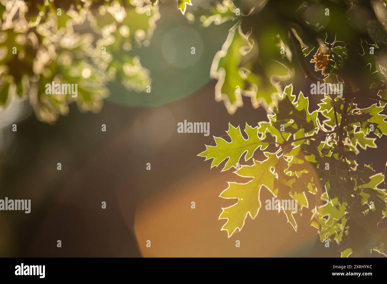 Oak tree canopy hi-res stock photography and images - Alamy
