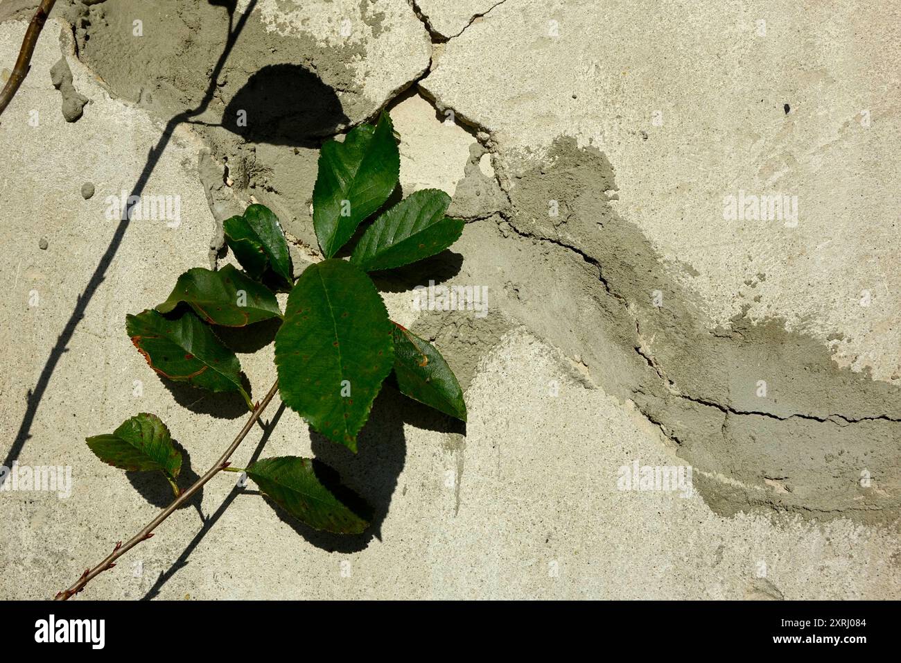 Fresh green leaves contrast with a weathered, cracked, old plastered wall. Stock Photo