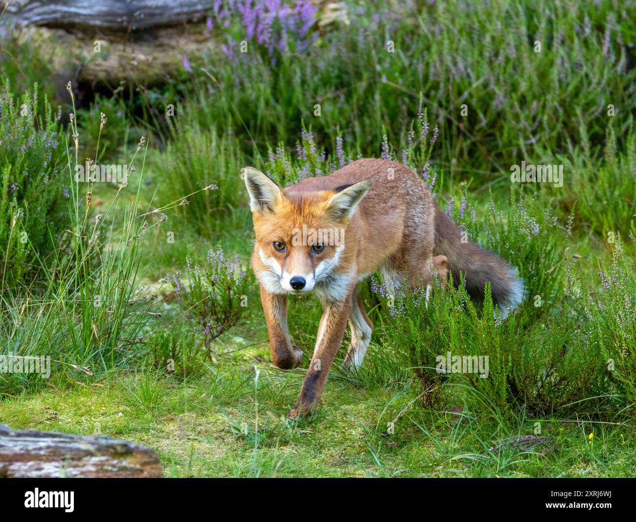 Inquisitive dog fox looking for food in the forest Stock Photo