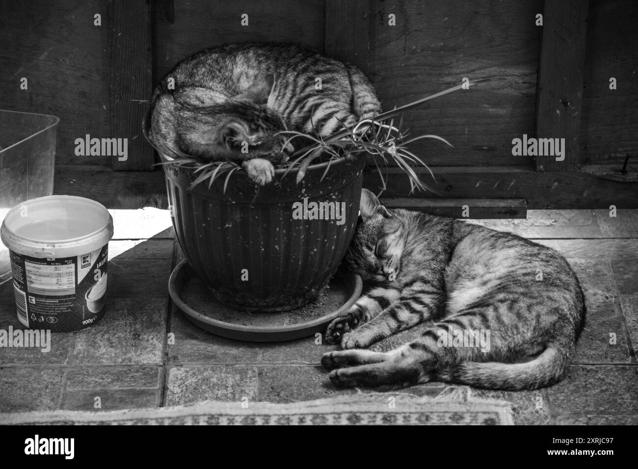 Two funny cats sleeping Stock Photo