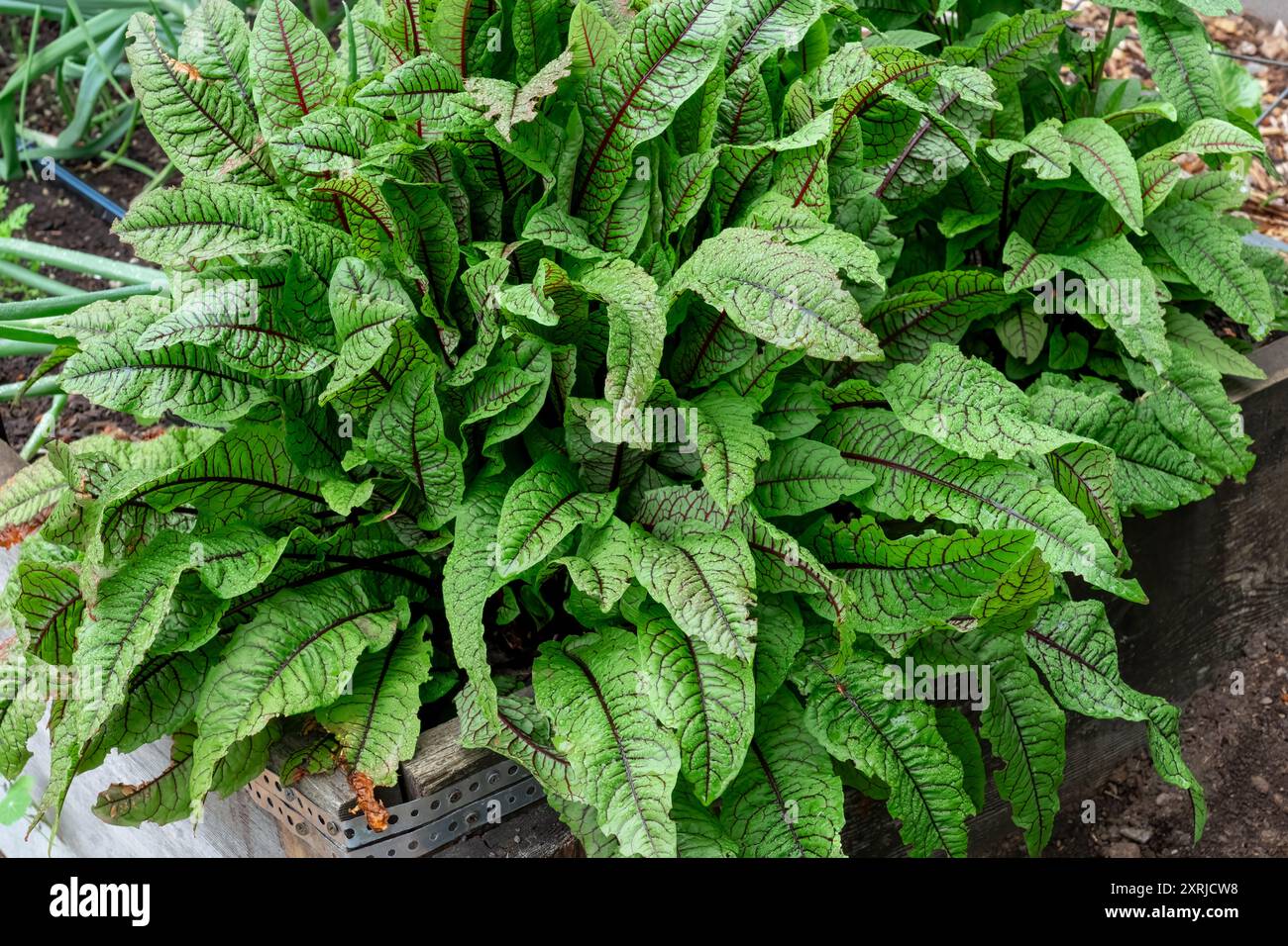 Issaquah, Washington, USA.   Blood-Veined Sorrel plant, aka Bloody Dock, or Red-veined Dock Stock Photo