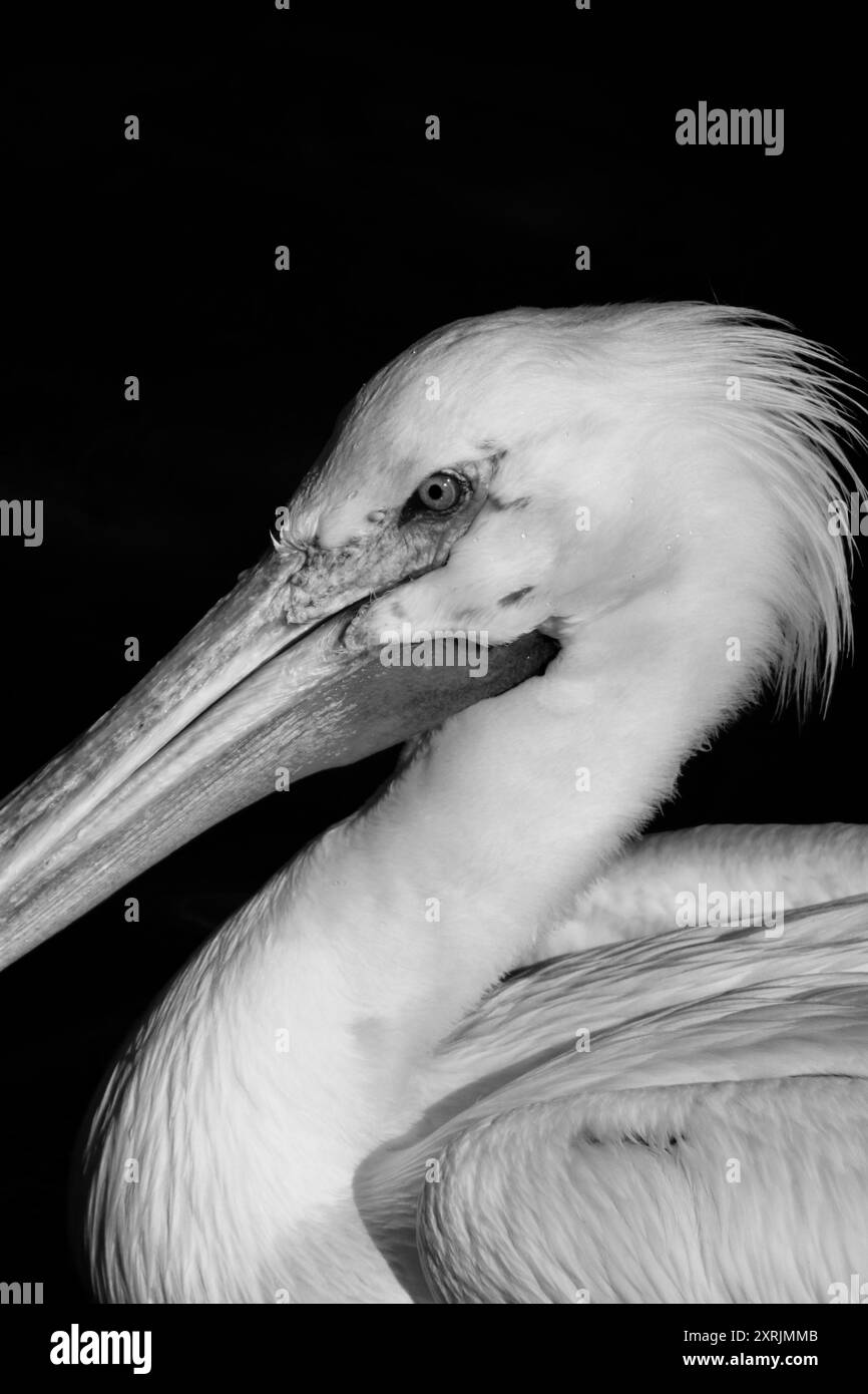 American White Pelican, Black and White Stock Photo - Alamy