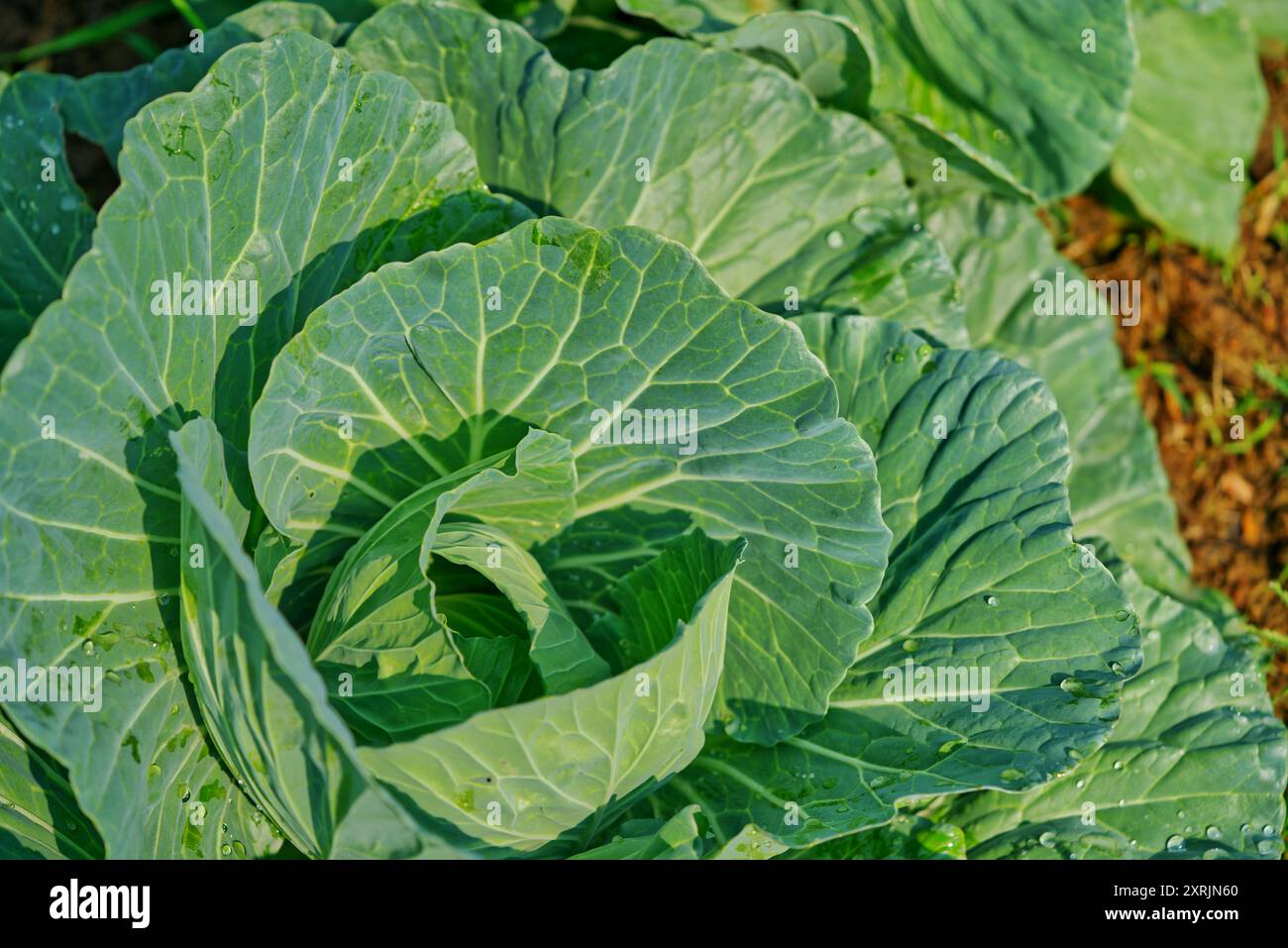 ose up a big green cabbage, organic vegetable in a farm under warm ...
