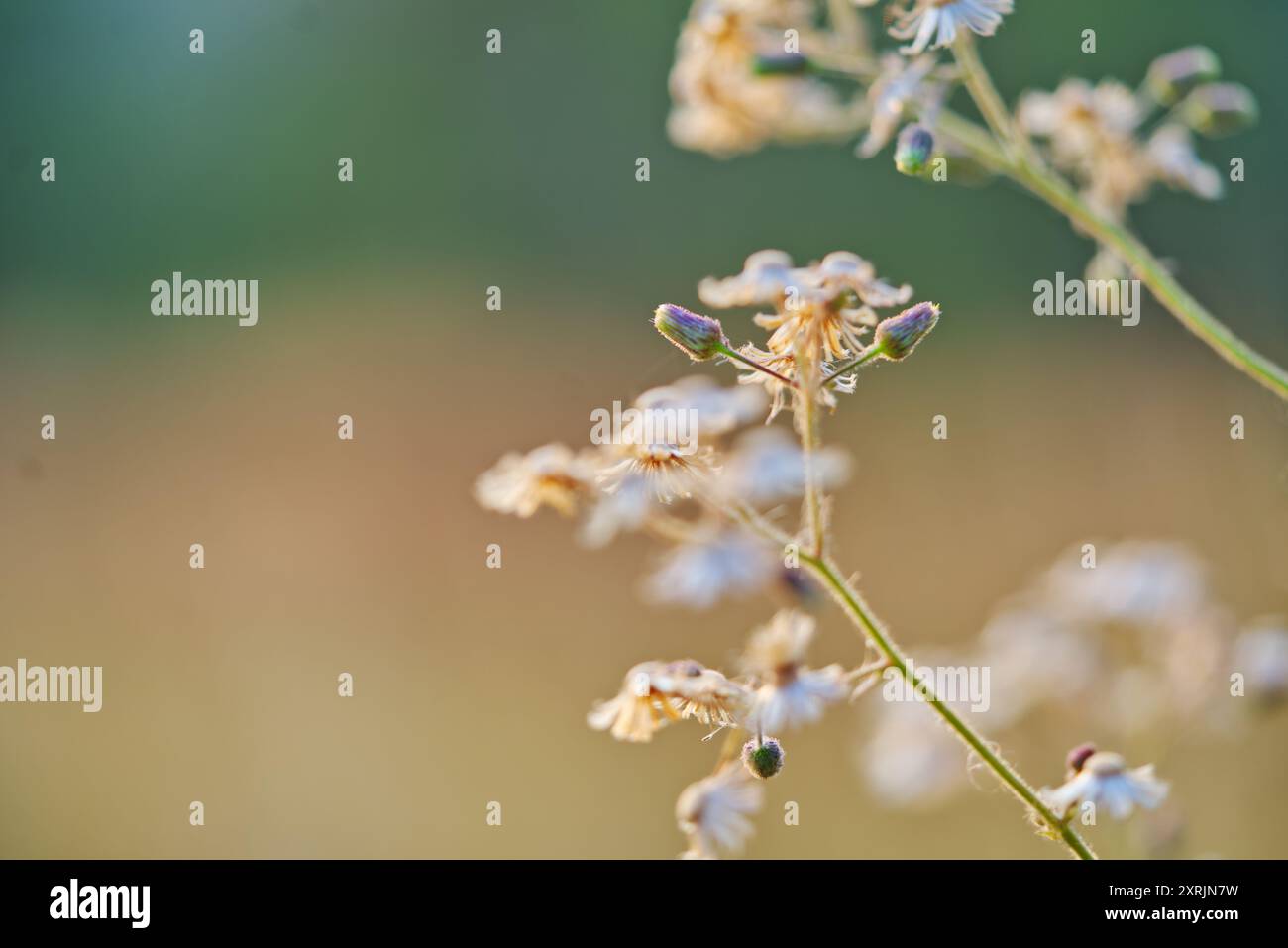 Very small wildflowers hi-res stock photography and images - Alamy