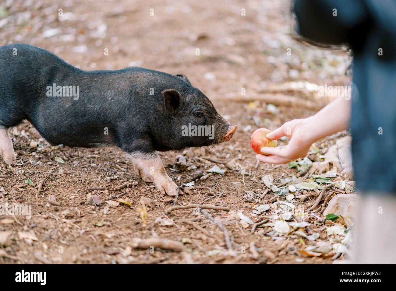 レディピッグ Lady pig hi-res stock photography and images - Alamy