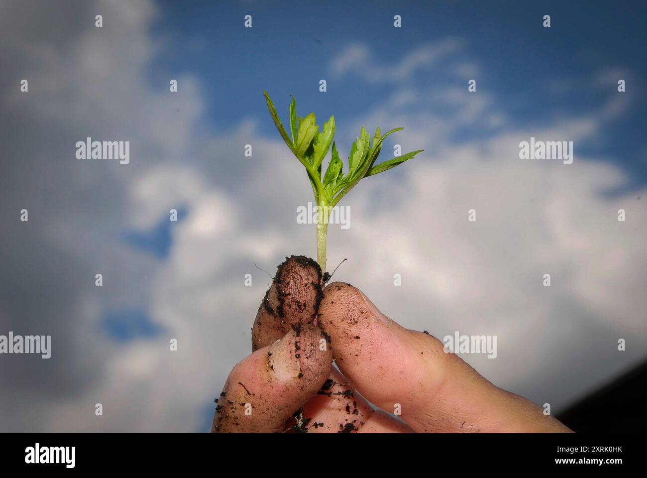 Hobby concept female hand hi-res stock photography and images - Alamy