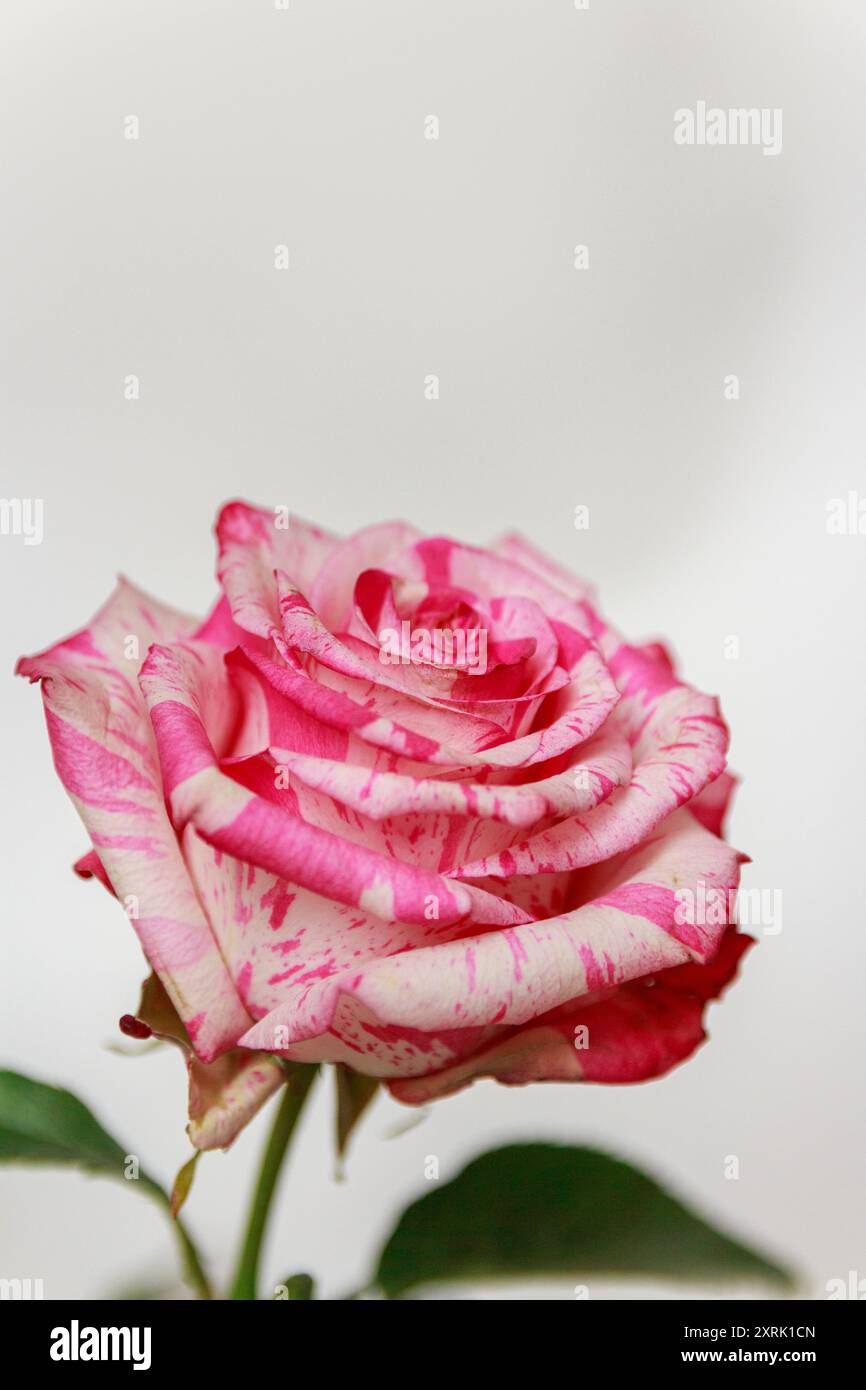 Plants delicate petal structure hi-res stock photography and images - Alamy
