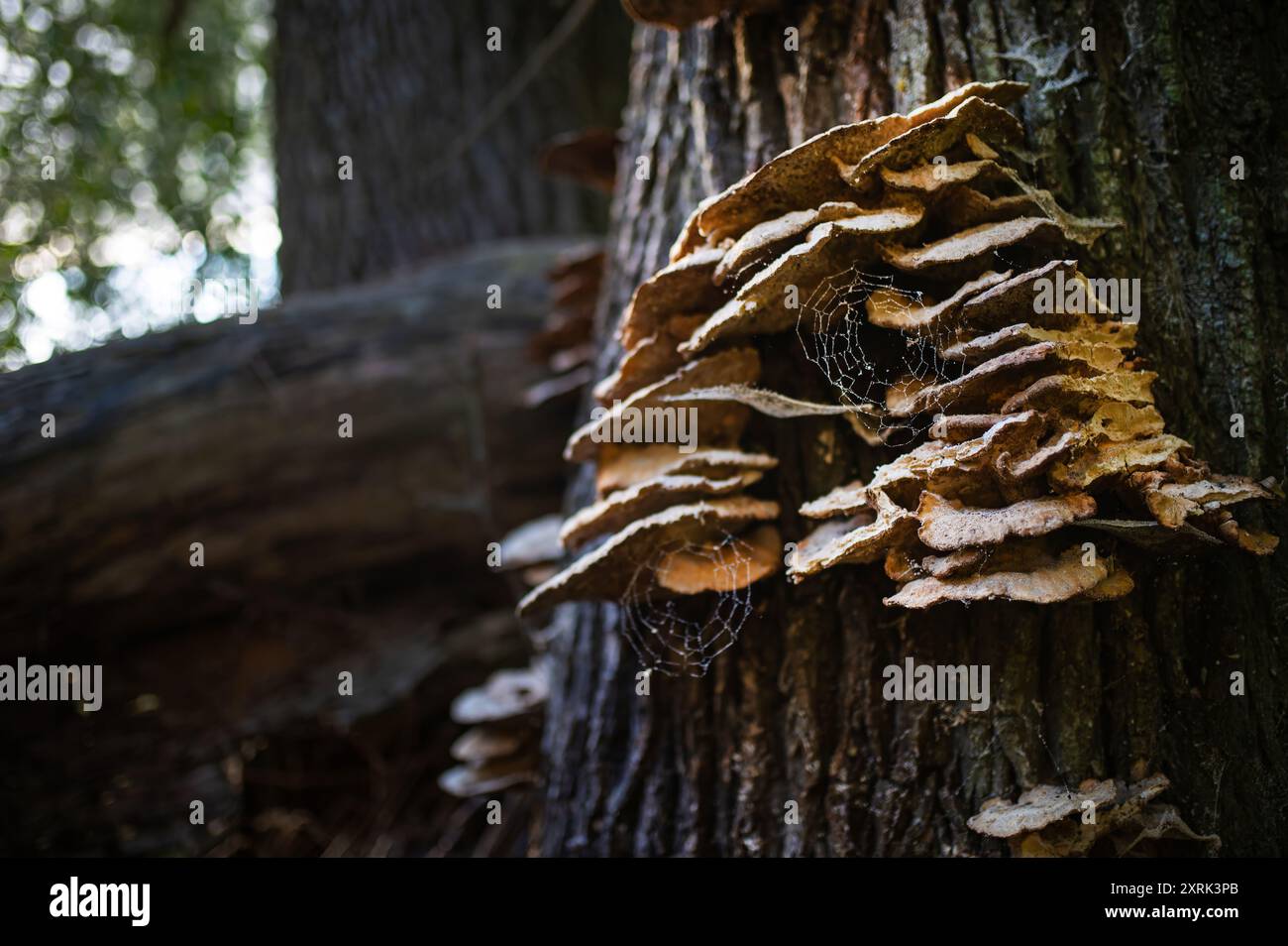 ophiocordyceps-unilateralis-fungi-hi-res-stock-photography-and-images