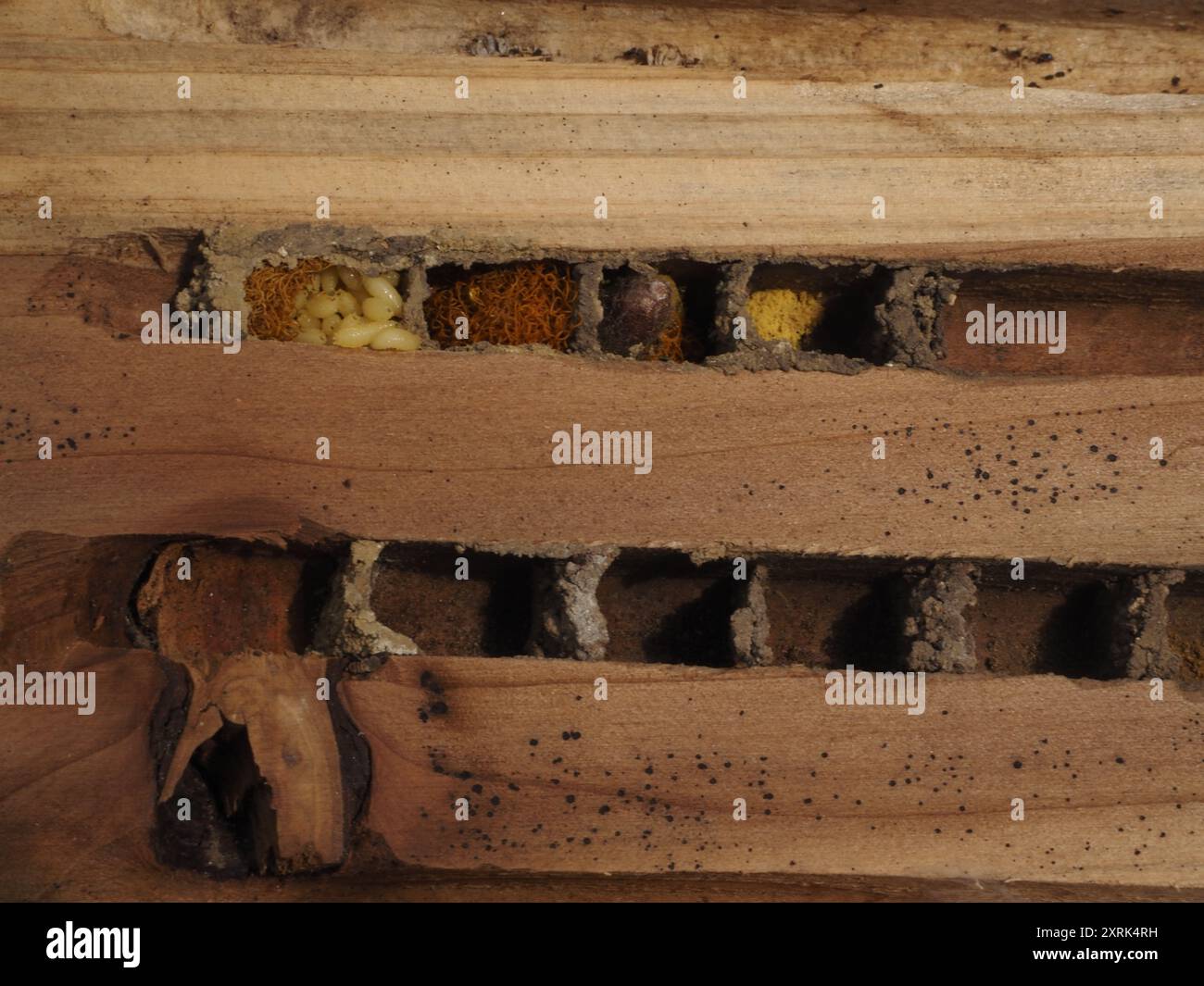 Solitary bee house dismantled for cleaning showing cells formed by ...