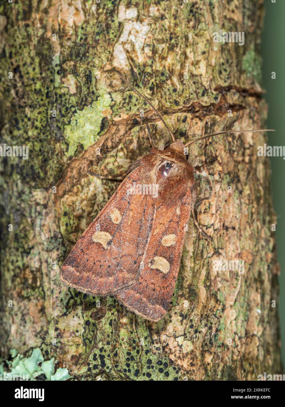 Xestia moth hi-res stock photography and images - Alamy