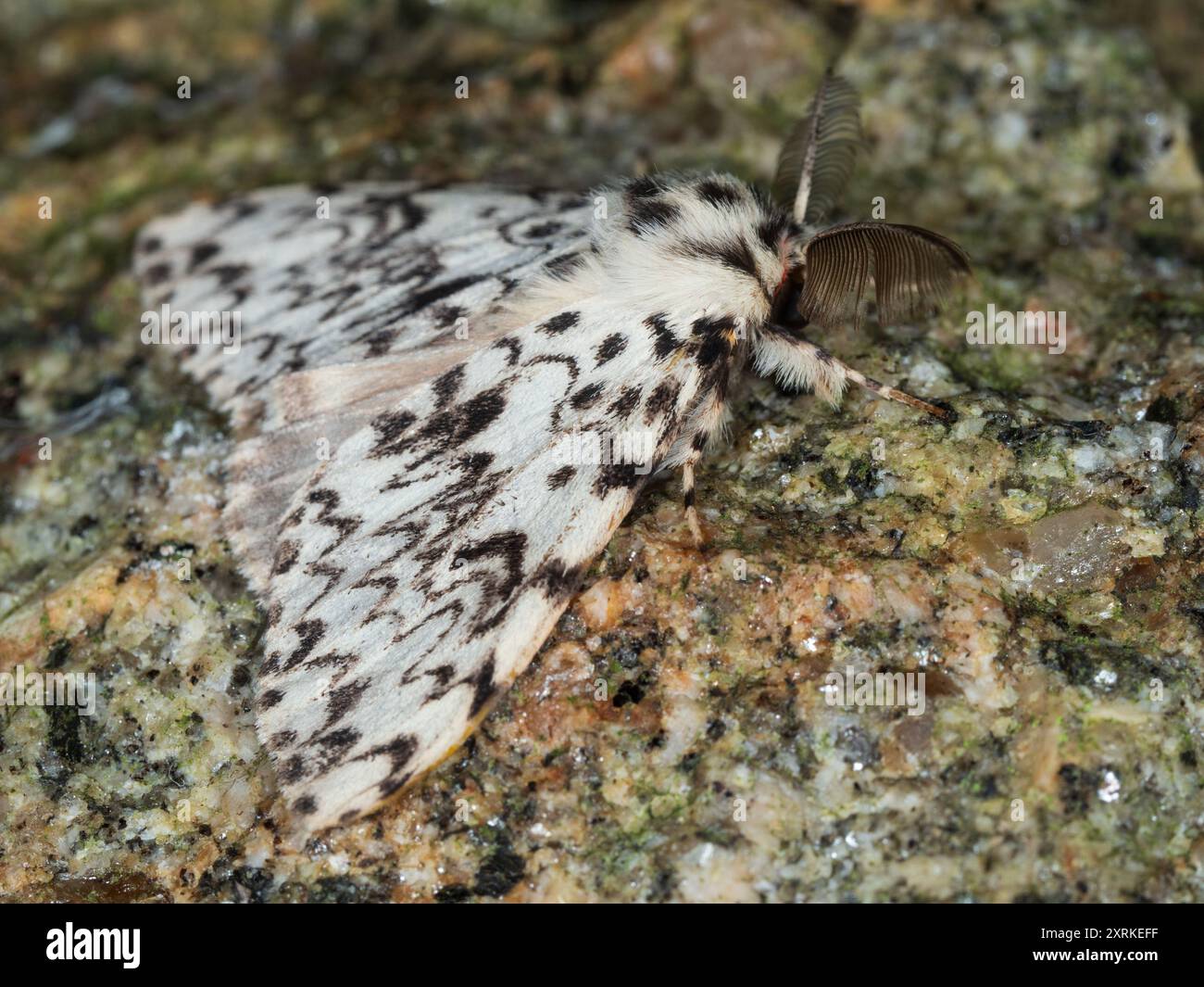 Black white moth hi-res stock photography and images - Alamy