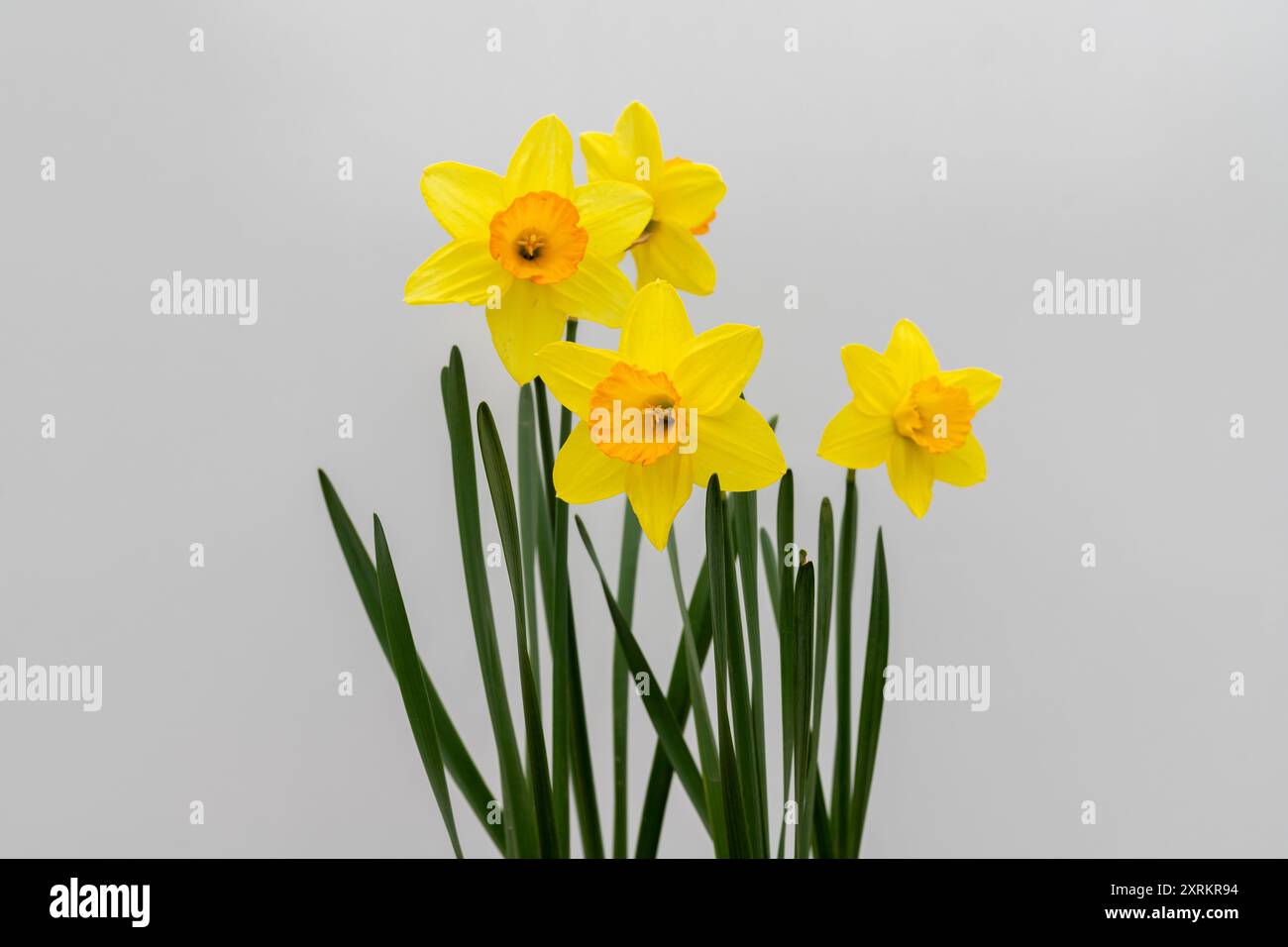 Beautiful yellow daffodils isolated on white background Stock Photo - Alamy