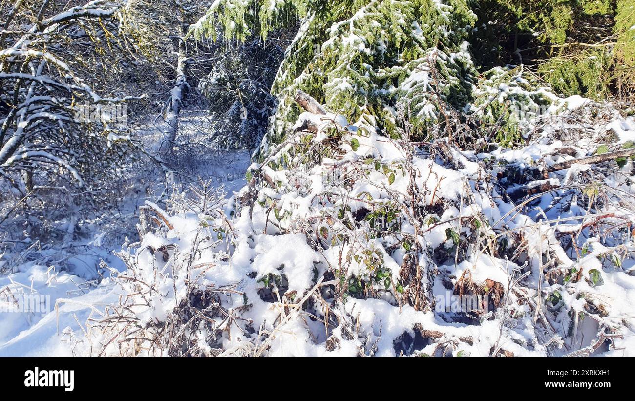 Pine trees snow sunlight hi-res stock photography and images - Alamy