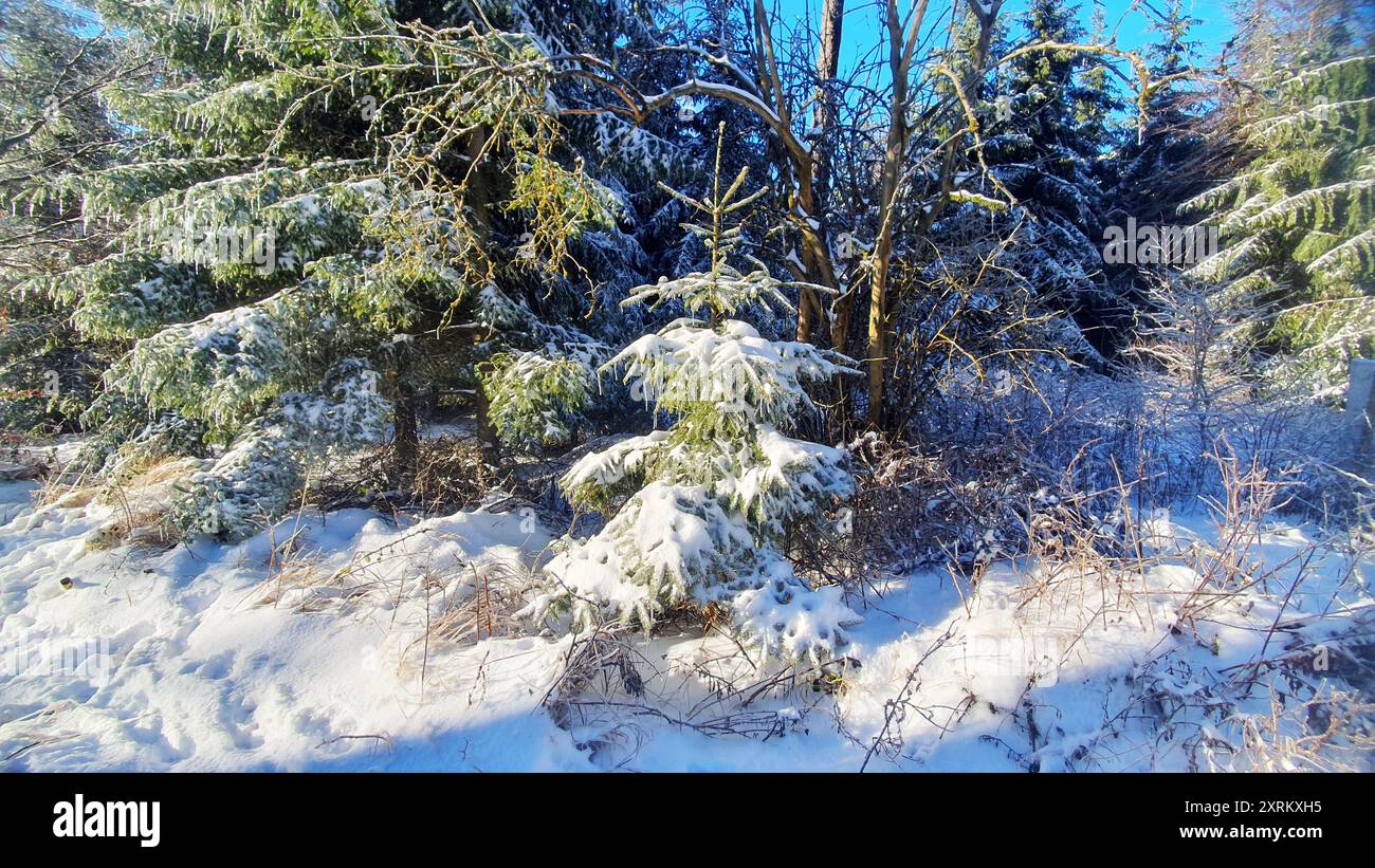 Pine trees snow sunlight hi-res stock photography and images - Alamy