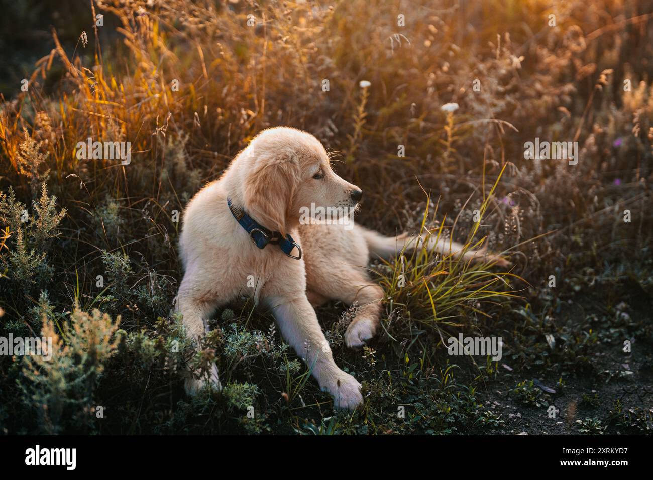 Golden retriever junior hi-res stock photography and images - Alamy