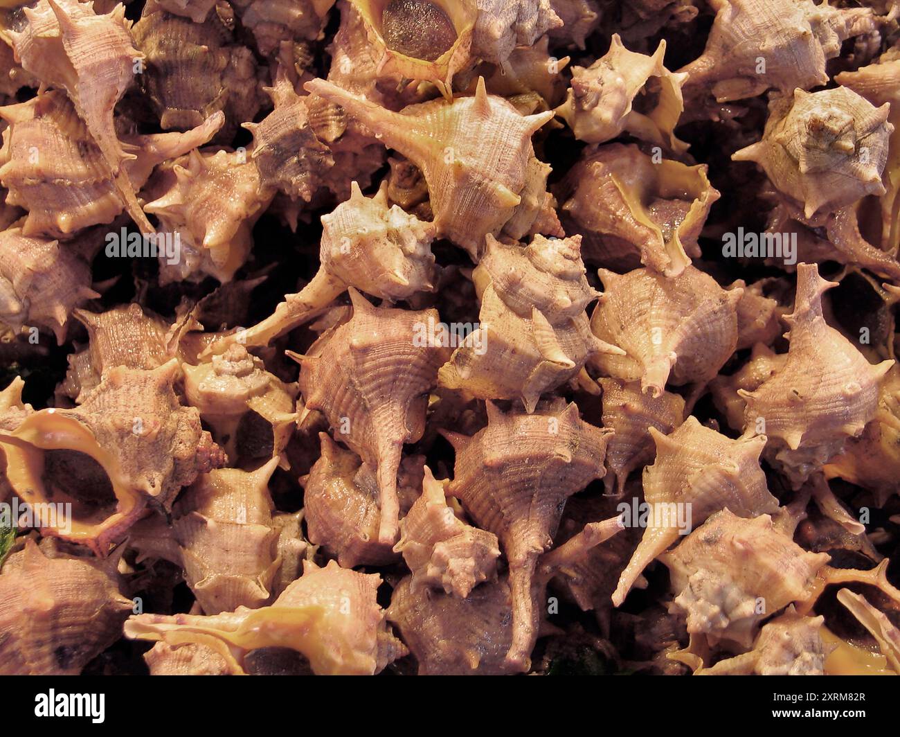 Fresh raw Spanish spiny dye-murex full frame as background Stock Photo
