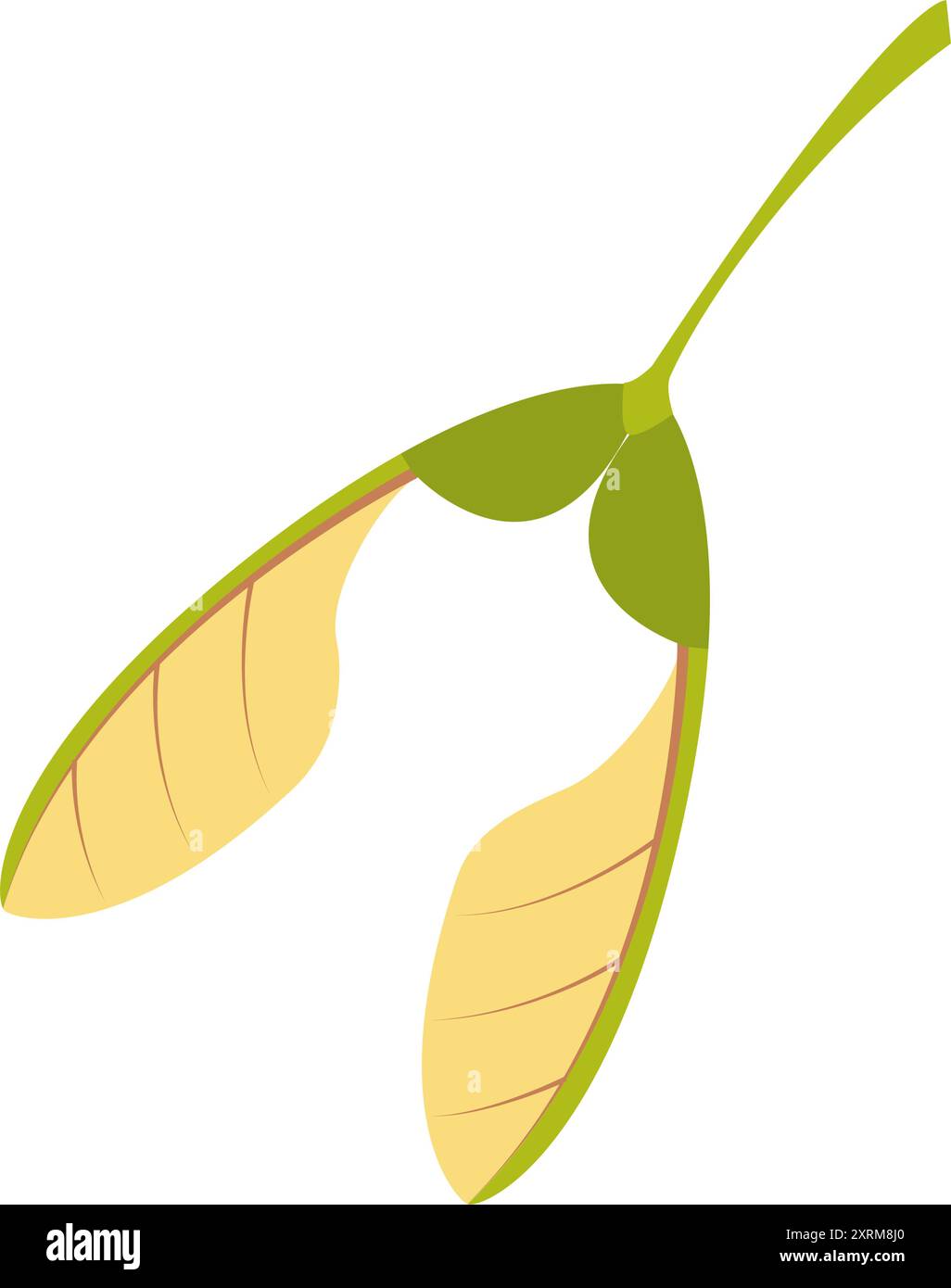Maple seed. Hand drawn trendy flat style isolated on white background. Vector illustration. Stock Vector
