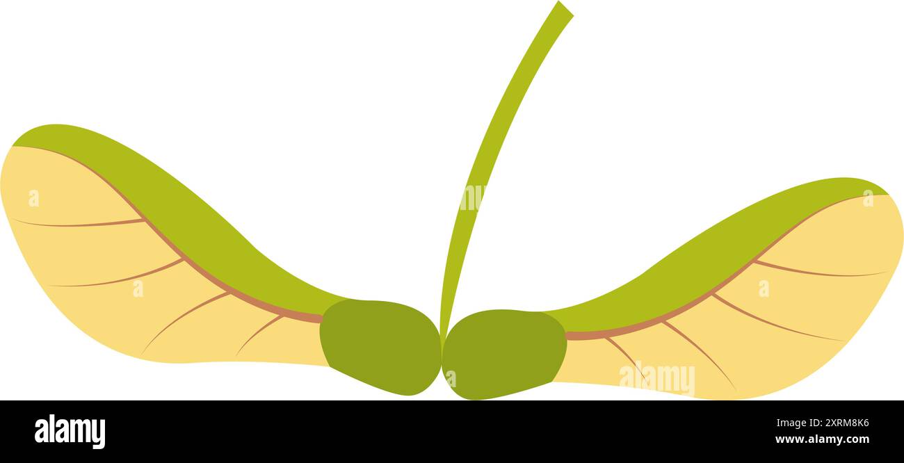 Maple seed. Hand drawn trendy flat style isolated on white background. Vector illustration. Stock Vector
