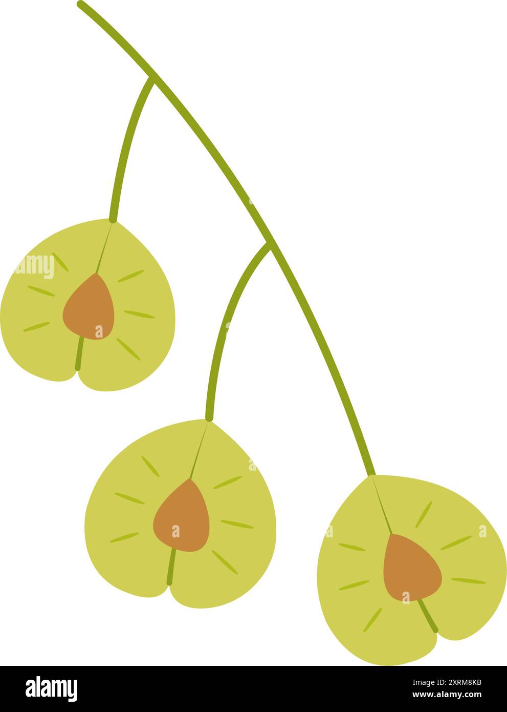 Elm seeds. Hand drawn trendy flat style isolated on white background. Vector illustration. Stock Vector